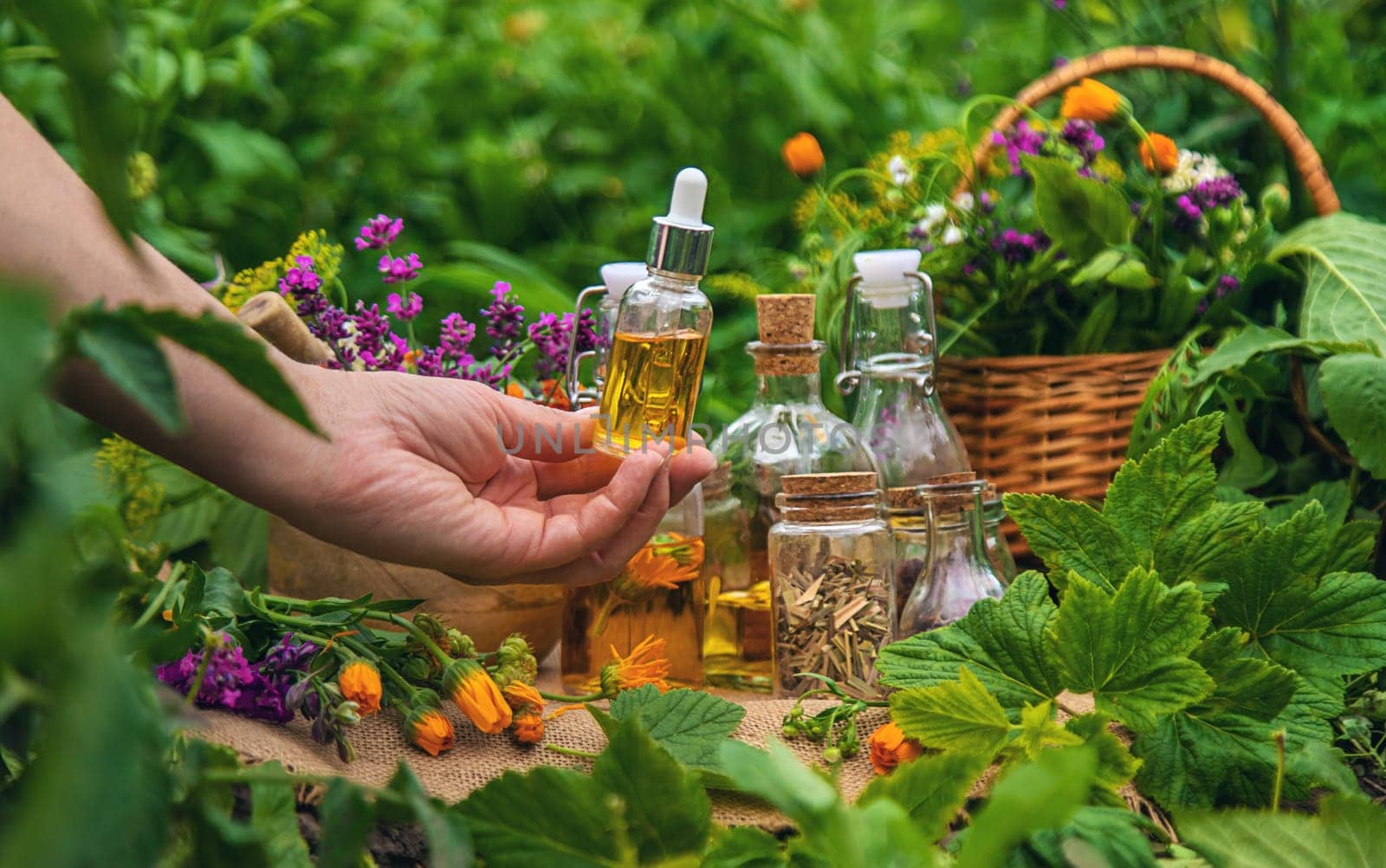 Plants and herbs, nature, alternative medicine. Selective focus Nature