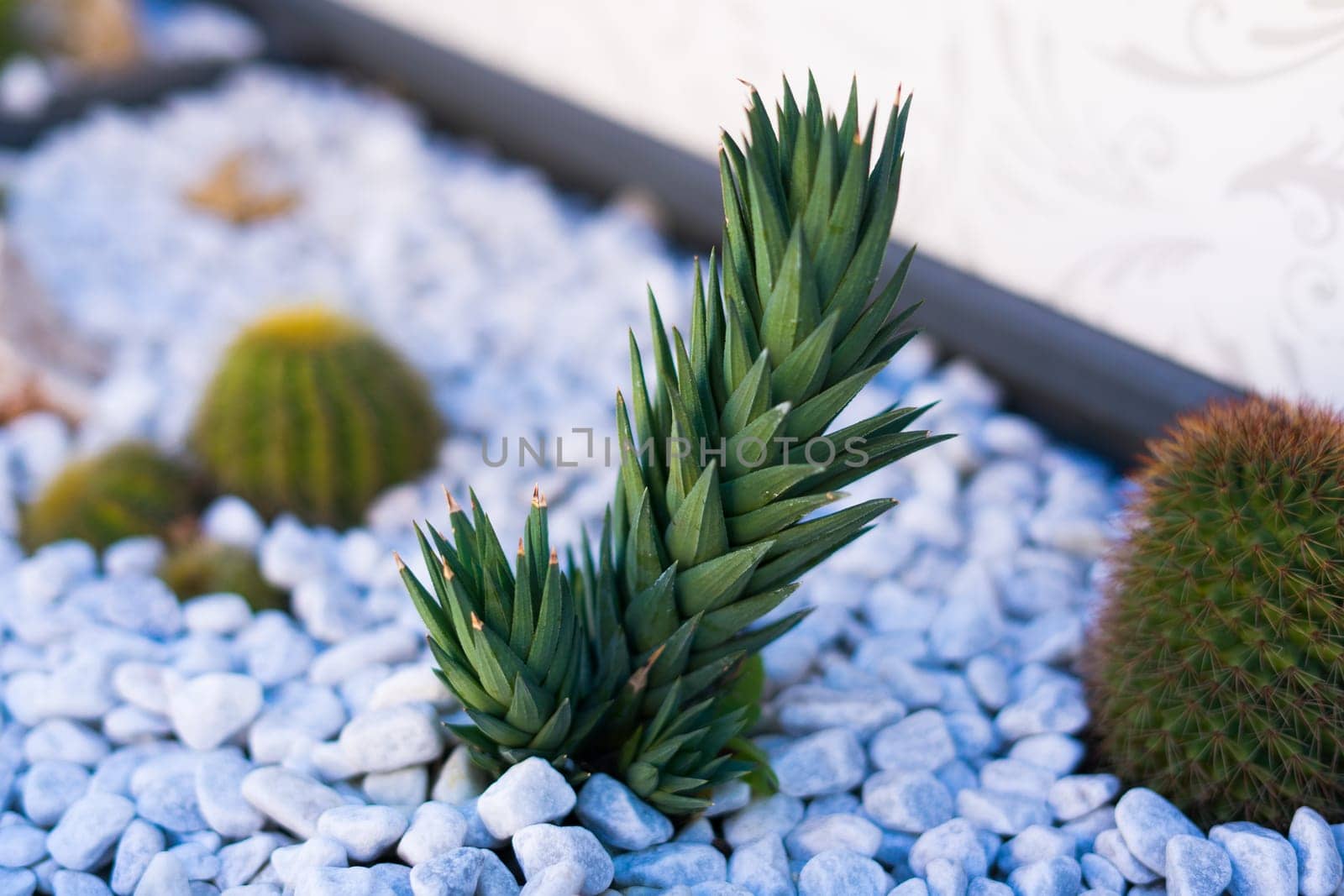 Close Up of a green thorn cactus with stones background