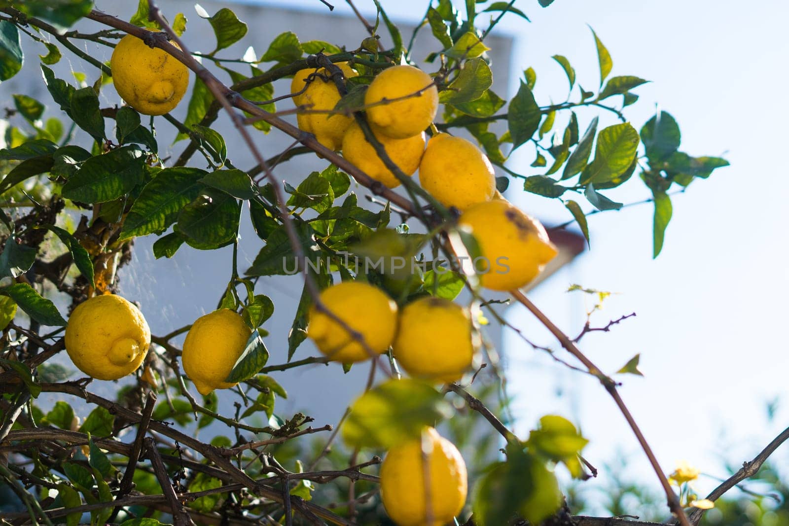 Lemon garden ready for harvest. Bunches of fresh yellow ripe lemons with a green leaves.