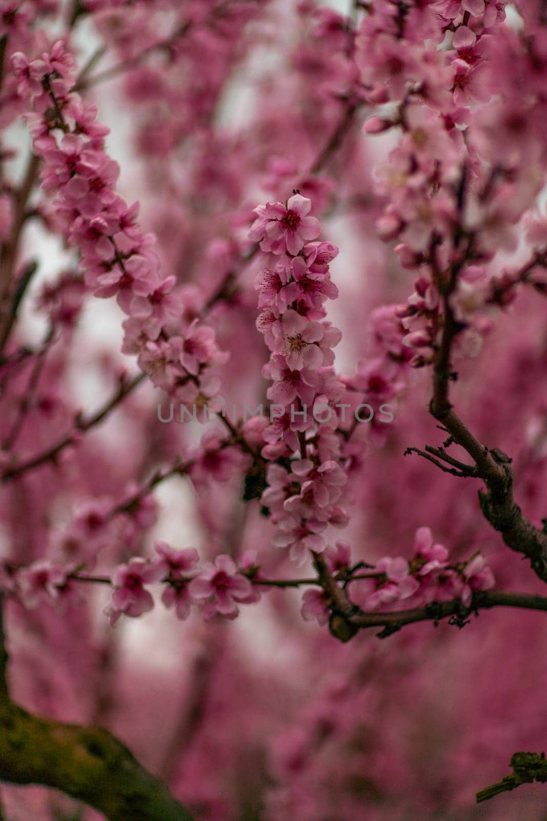 A peach blooms in the spring garden. Beautiful bright pale pink background. A flowering tree branch in selective focus. A dreamy romantic image of spring. Atmospheric natural background.