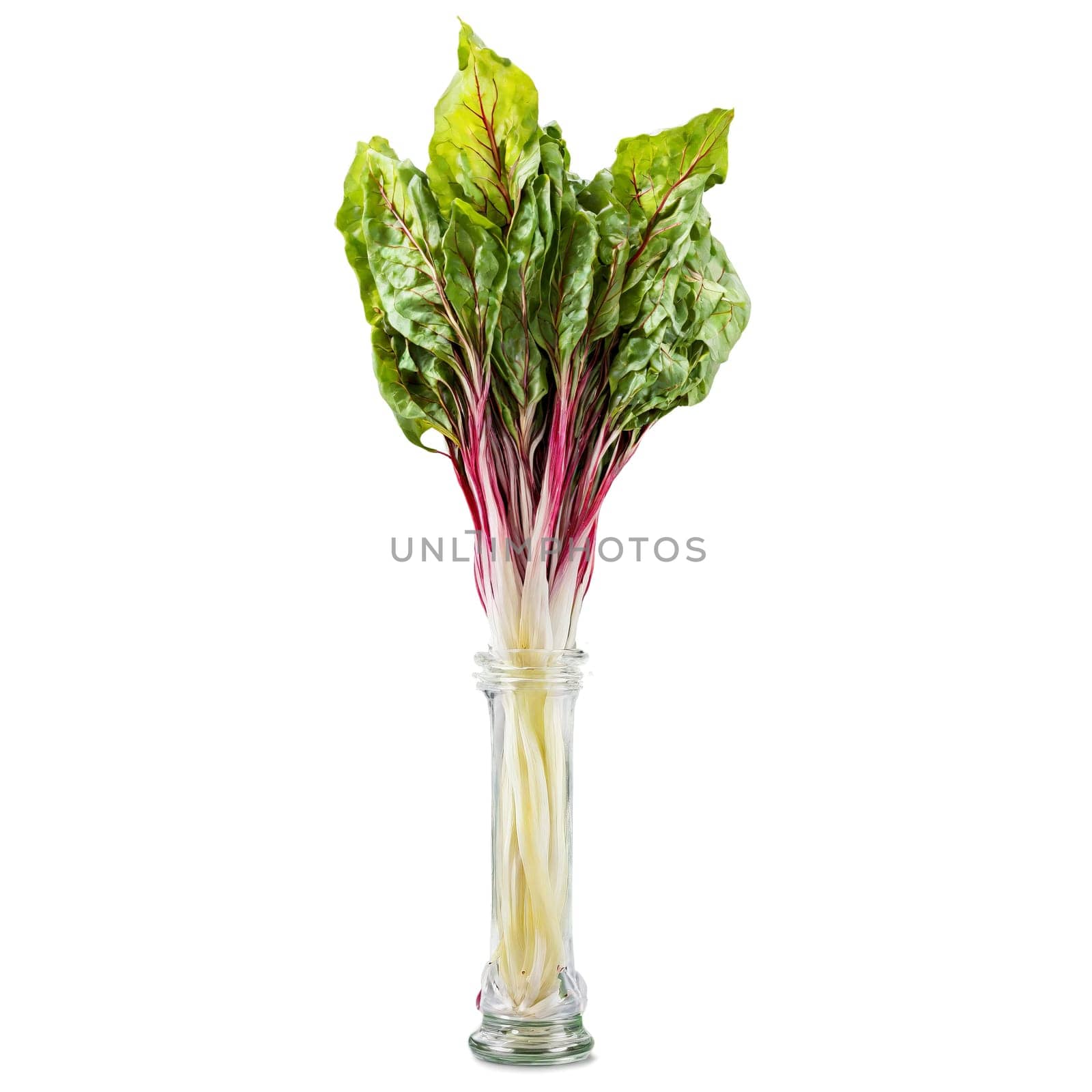Pickled chard stems colorful and crunchy tumbling out of a jar with rainbow chard leaves. Food isolated on transparent background.