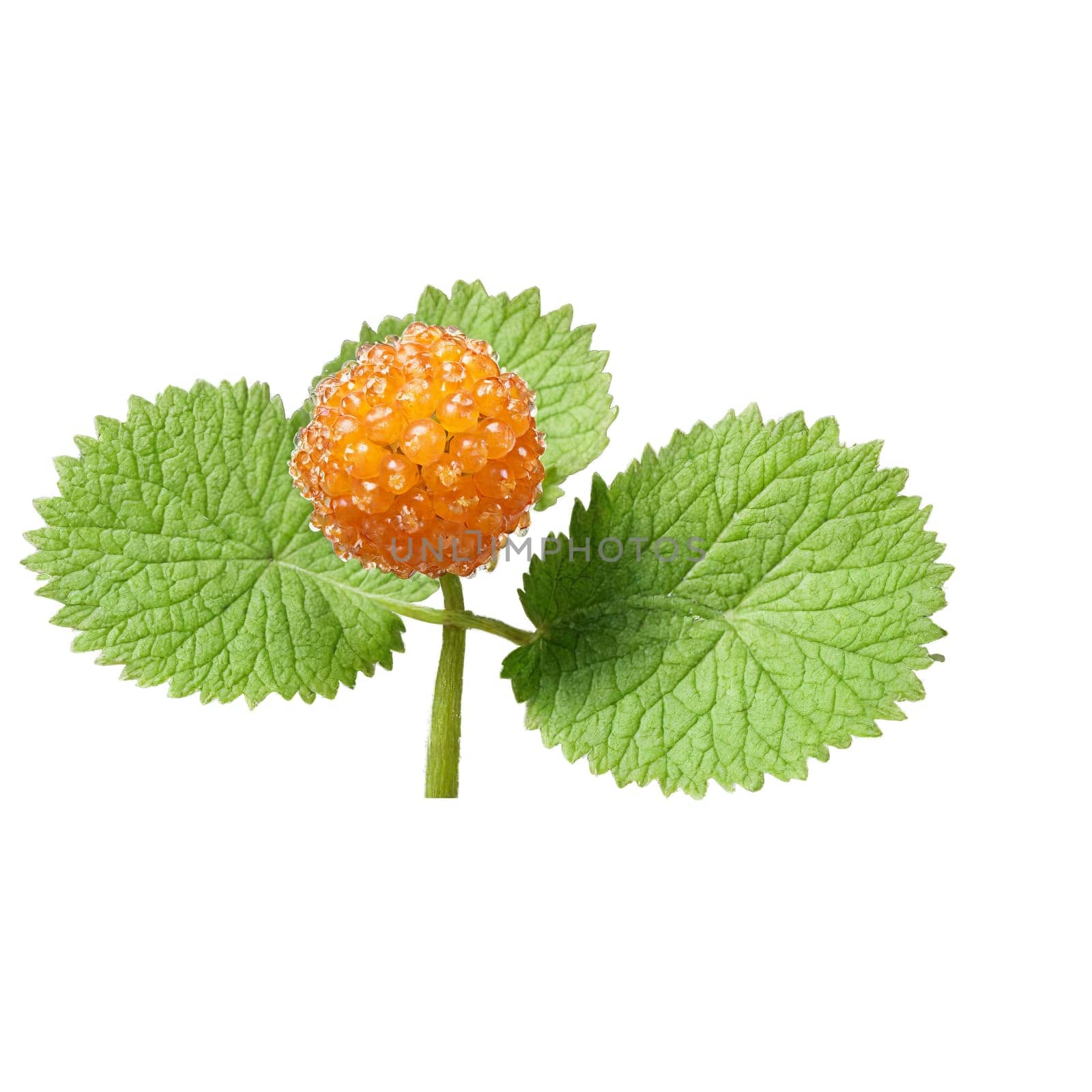Cloudberry Bush low growing shrub with lobed leaves and large amber colored fruits Rubus chamaemorus. Plants isolated on transparent background.