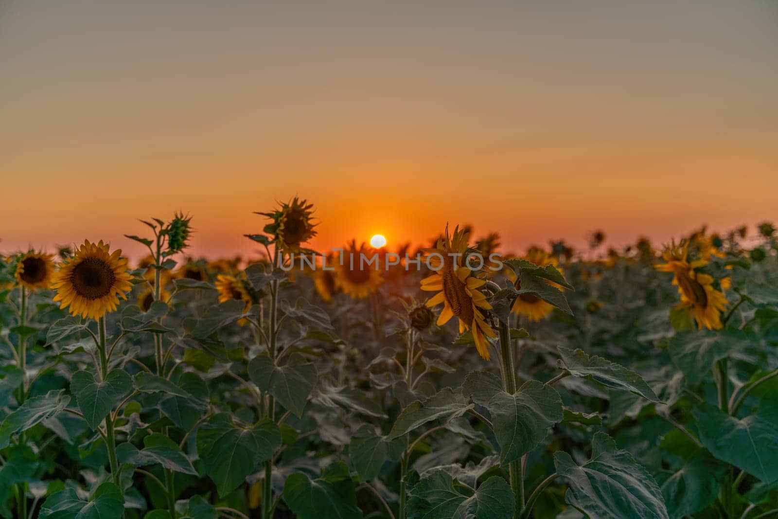 Field sunflowers in the warm light of the setting sun. Summer time. Concept agriculture oil production growing