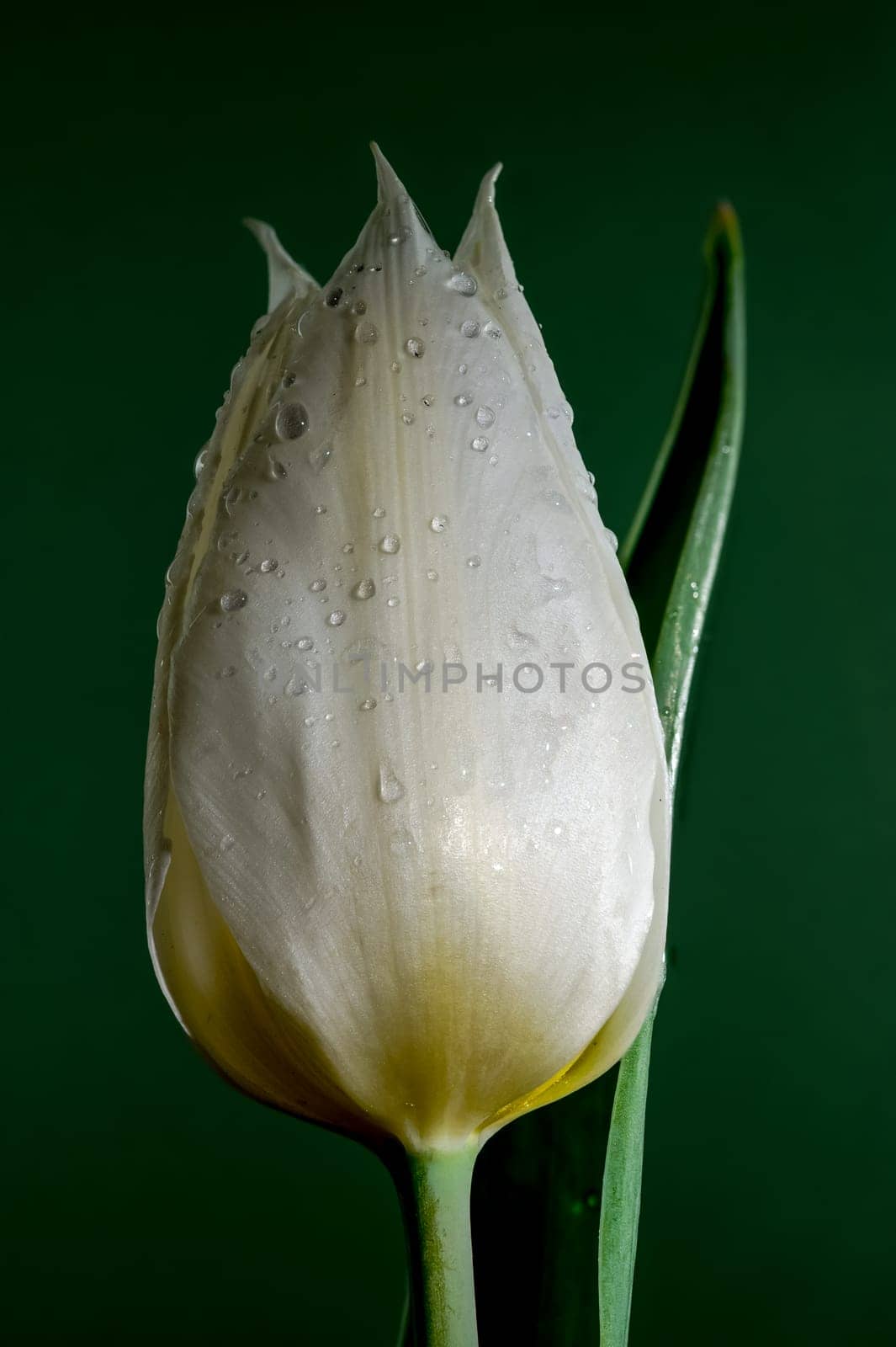 Beautiful Tulip white master flower on a green background. Flower head close-up.