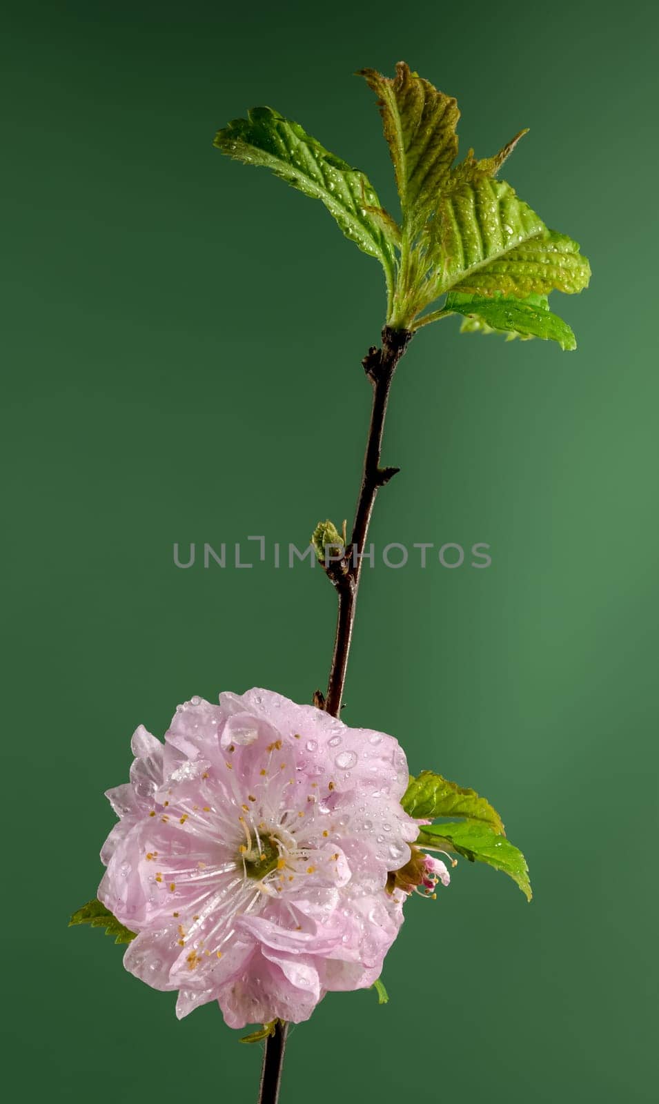 Blooming Almond Prunus triloba tree flowers on a green background by Multipedia