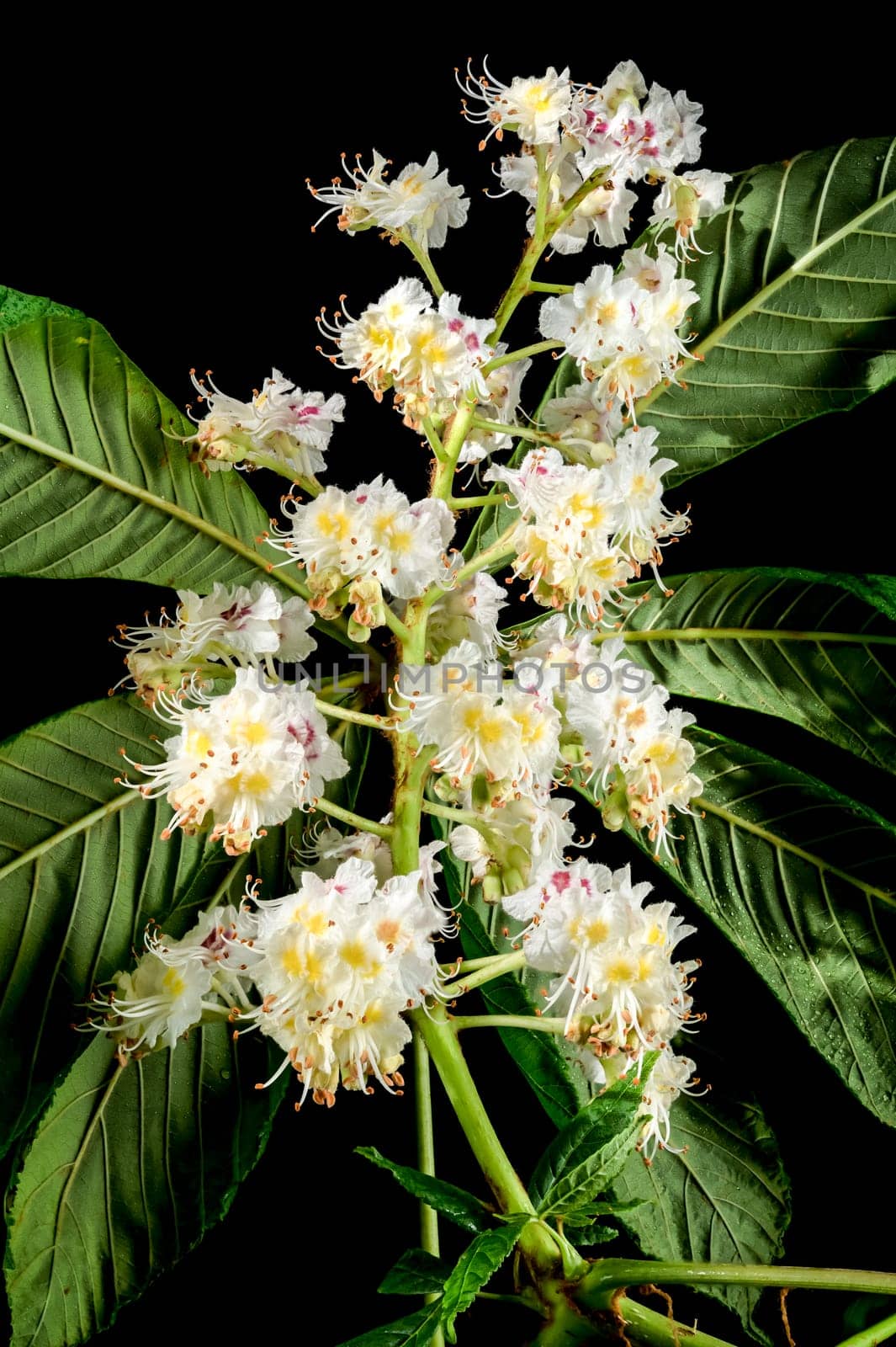 Blooming chestnut tree flowers on a black background by Multipedia