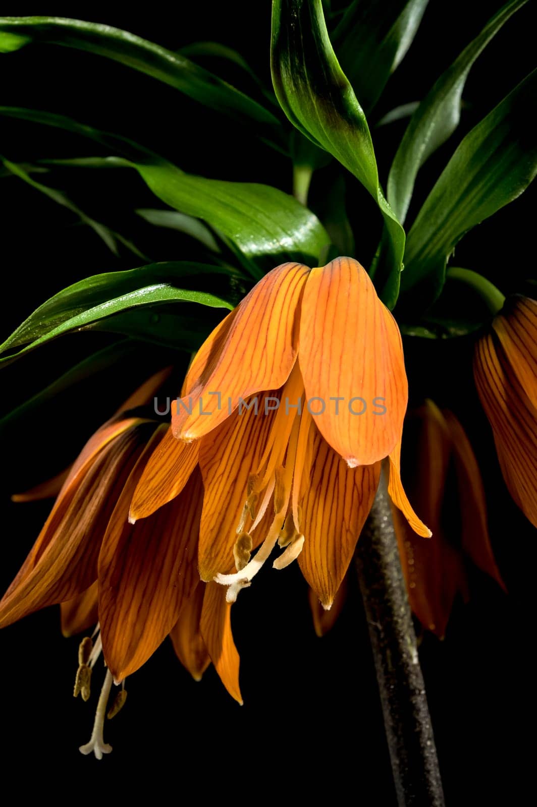 Blooming Crown imperial flowers on a black background by Multipedia