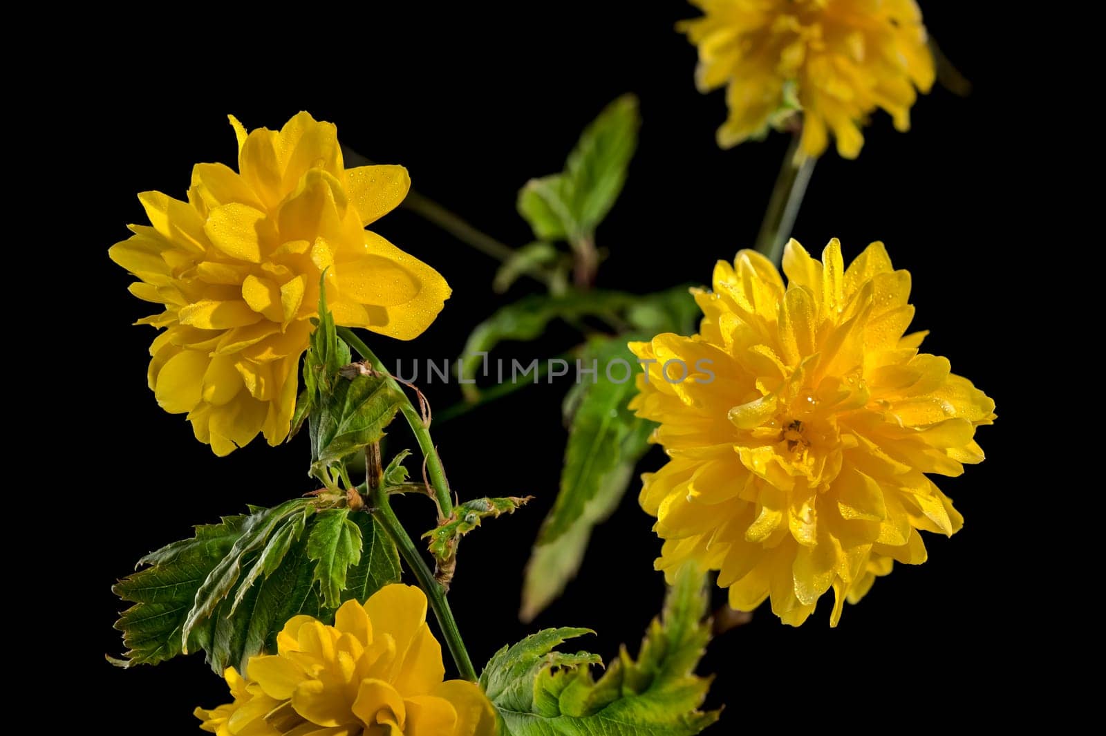 Blooming kerria japonica flowers on a black background by Multipedia