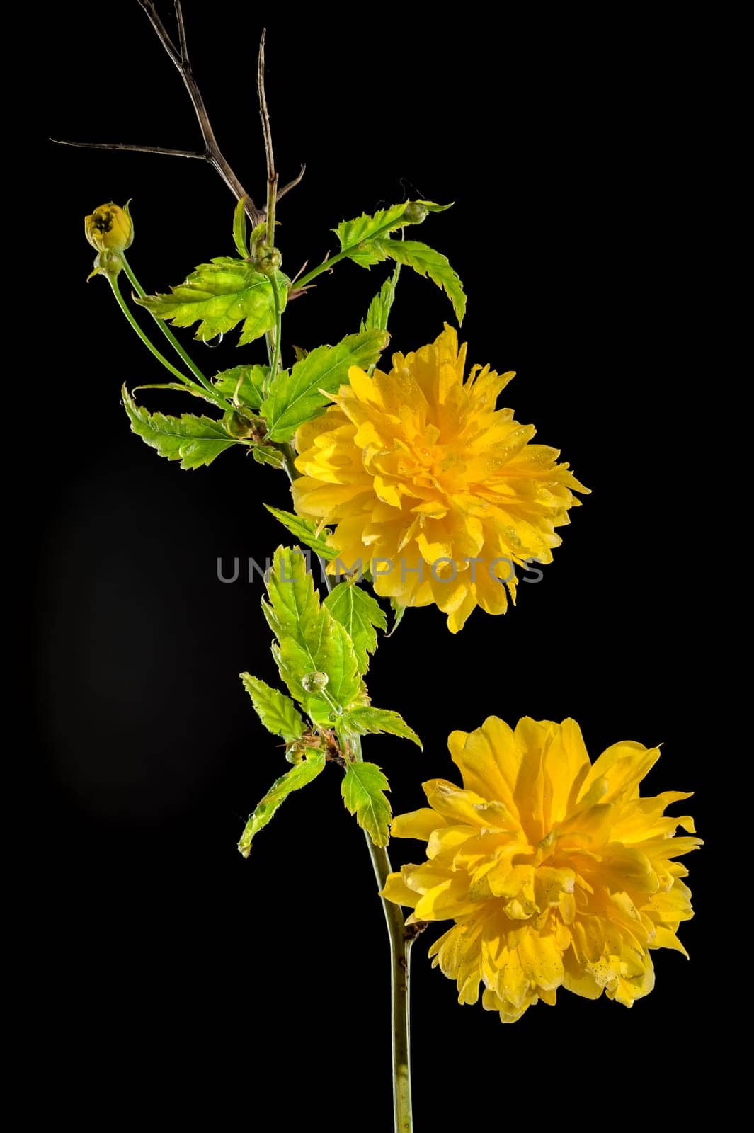 Beautiful yellow kerria, Japanese rose Pleniflora flower isolated on a black background. Flower head close-up.