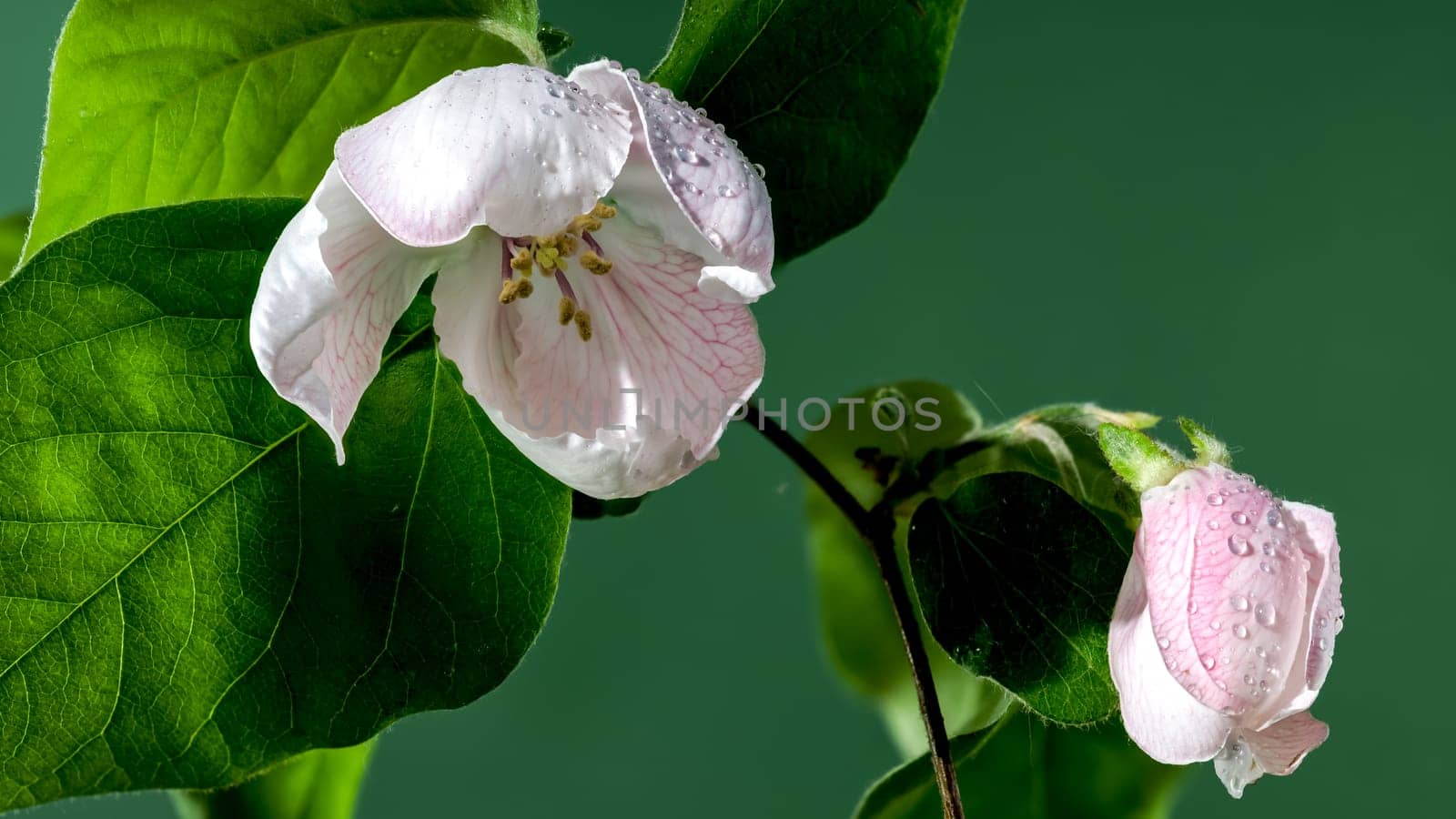 Blooming Quince tree flowers on a green background by Multipedia