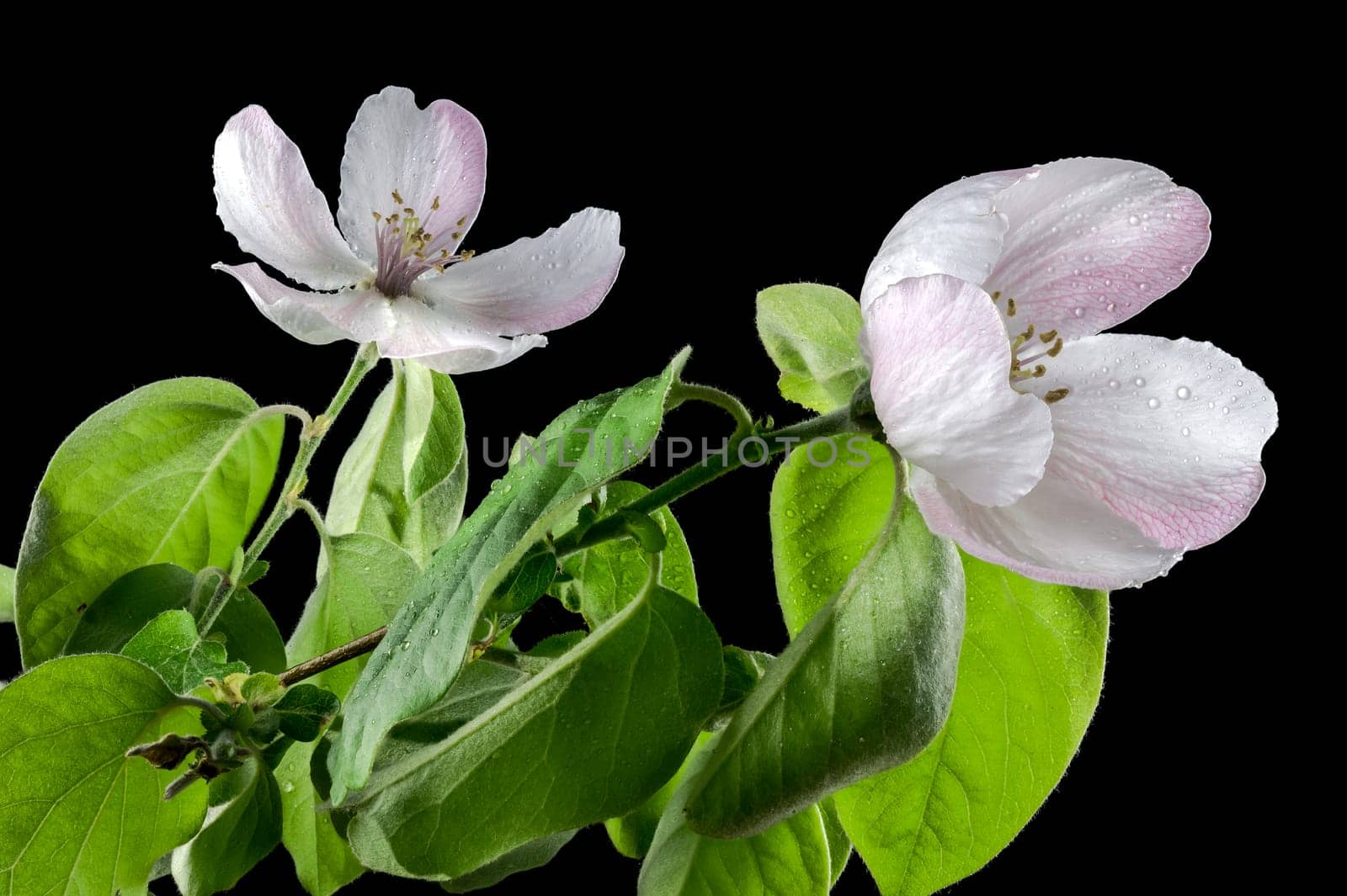 Blooming Quince tree flowers on a black background by Multipedia