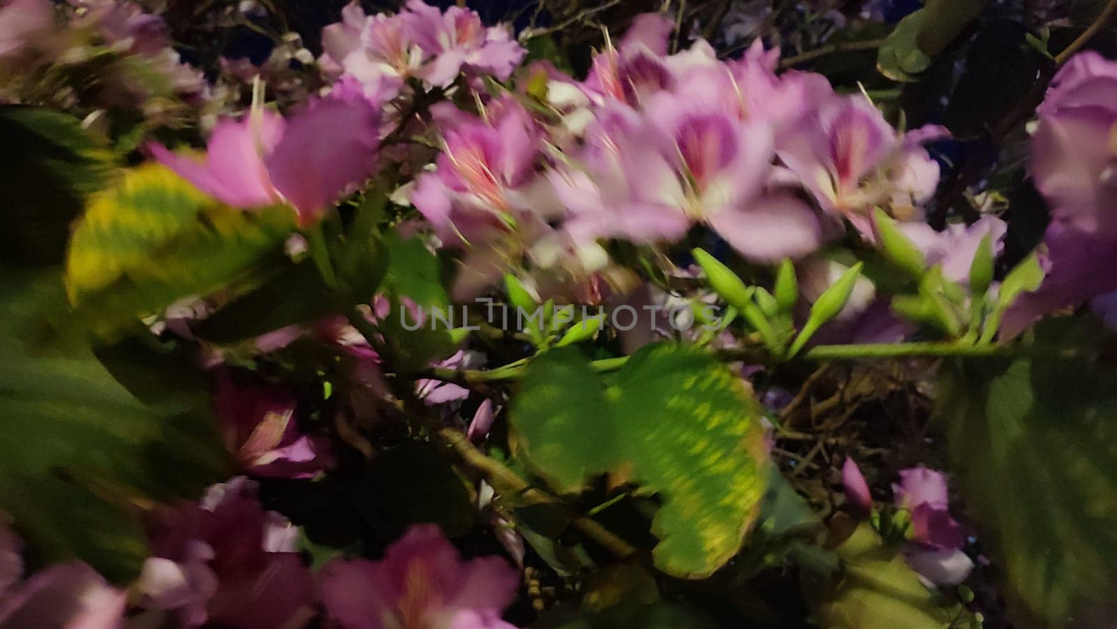 nature, green bush with pink beautiful flowers, flora. High quality photo