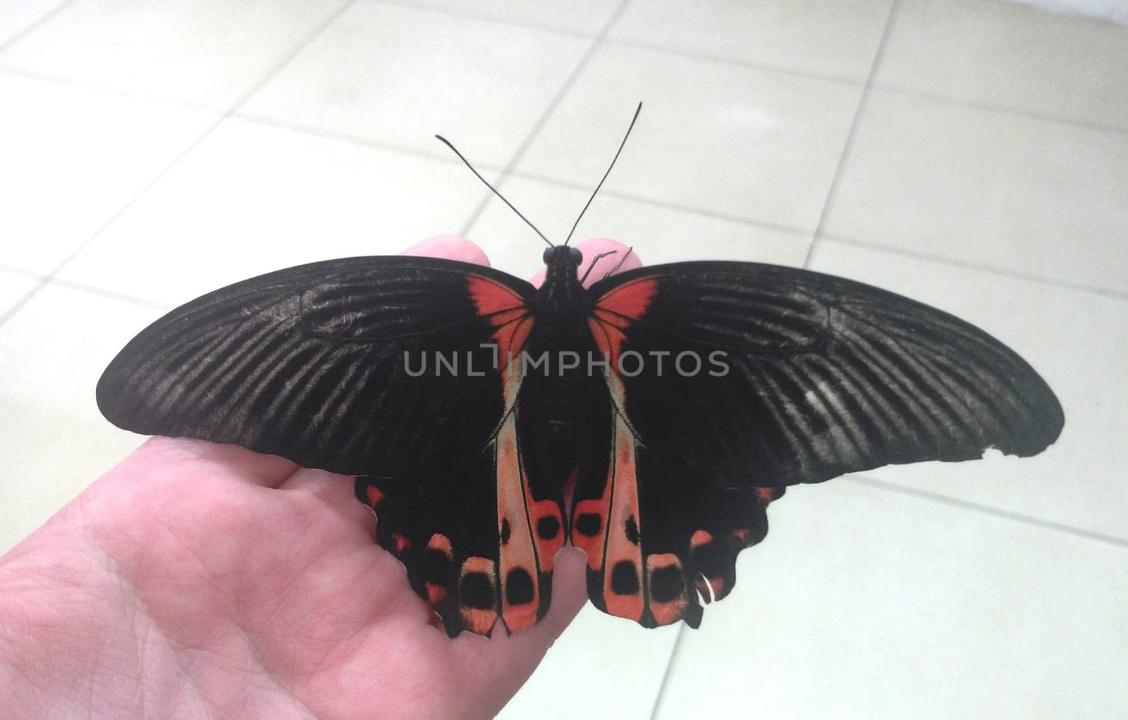 Rare Tropical Butterfly Sits on a Woman Hand. Black and Red Beautiful Fragile Butterfly on Woman Fingers Create Harmony of Nature. Beauty Magic Close-up.