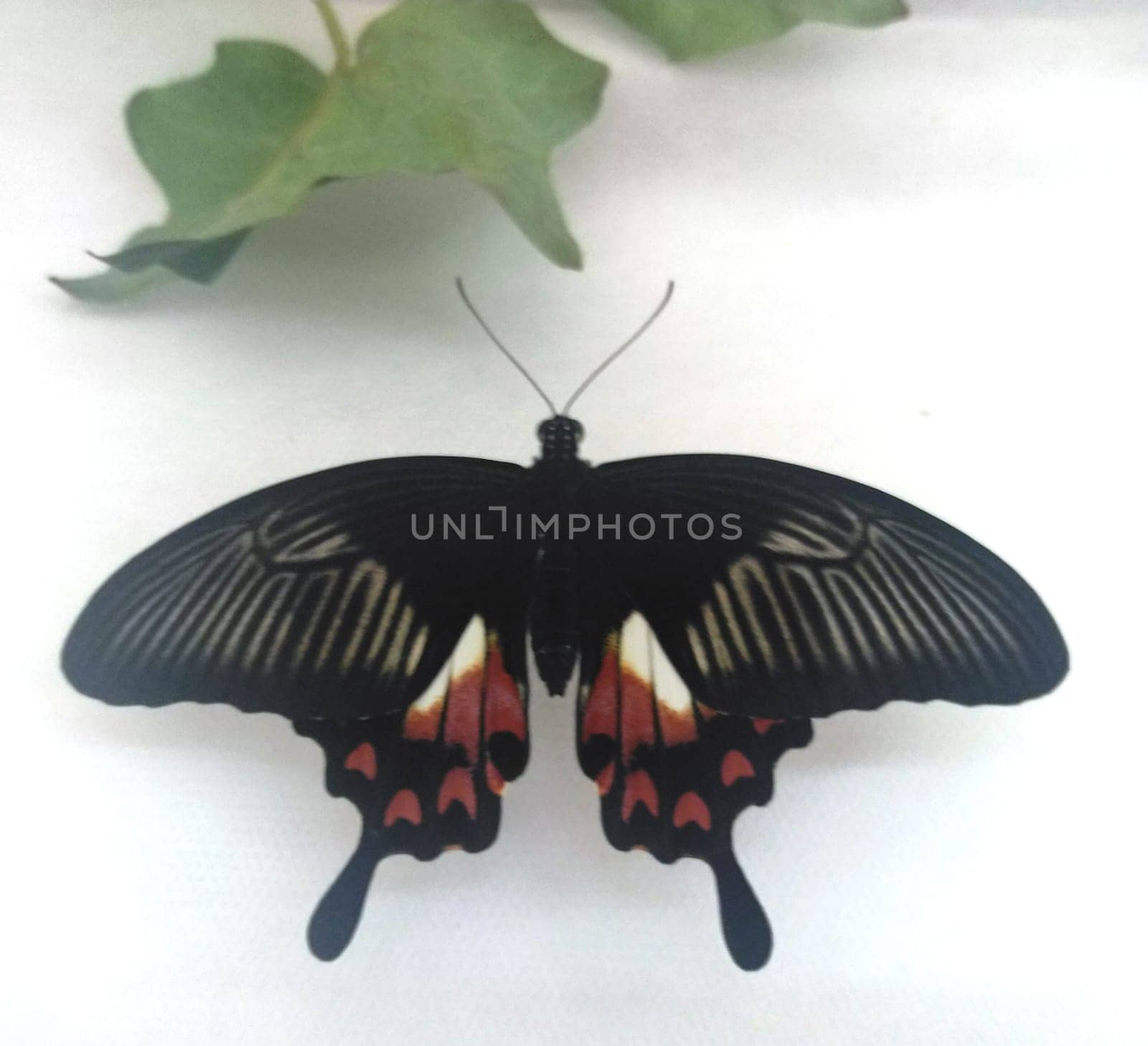 Rare Tropical Butterfly Sits on a White Wall. Black and Red Beautiful Fragile Butterfly with Green Leaves Create Harmony of Nature. Beauty Magic Close-up.