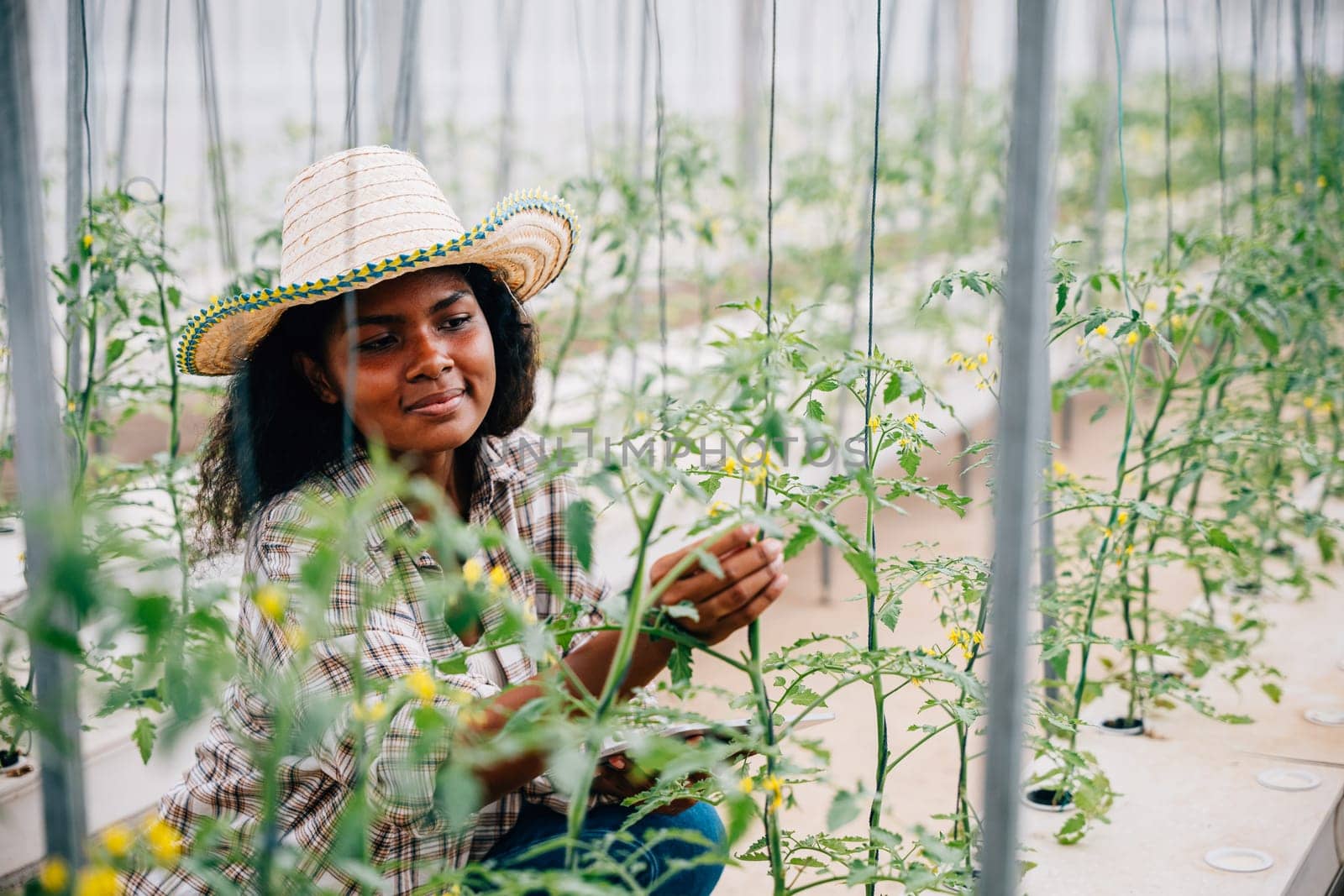 In a technological greenhouse a black woman agronomist checks and controls tomato quality with a tablet. Joyful farmer inspecting plants in an innovative farming environment.