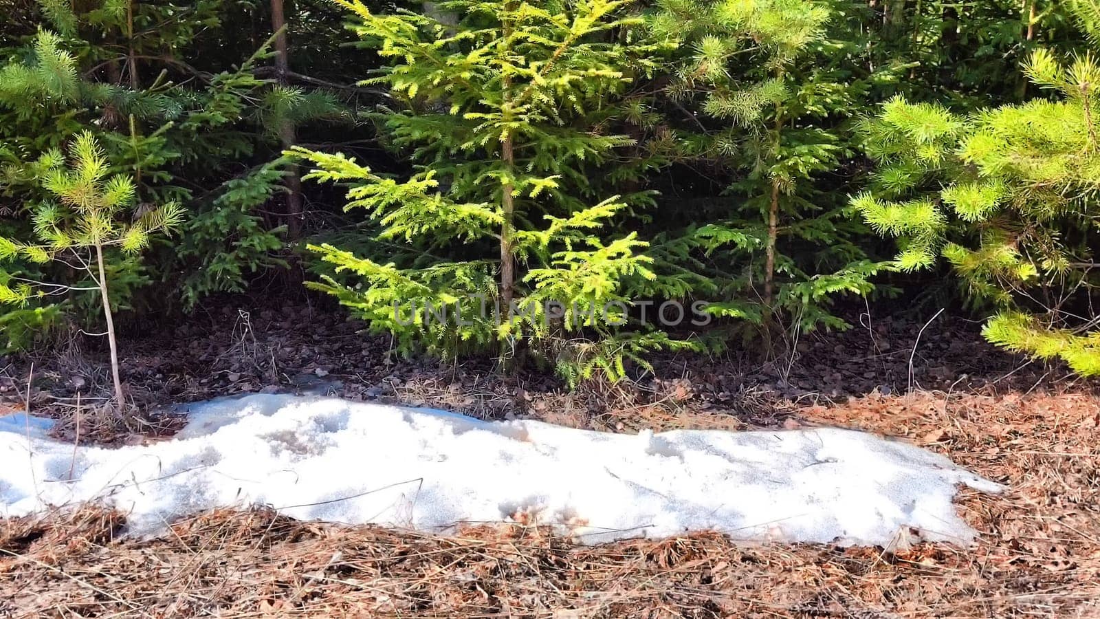 Early Spring Thaw in a Lush Pine Forest With Melting Snowdrifts. Sunlight filters through tall pines as snow melts in the woods