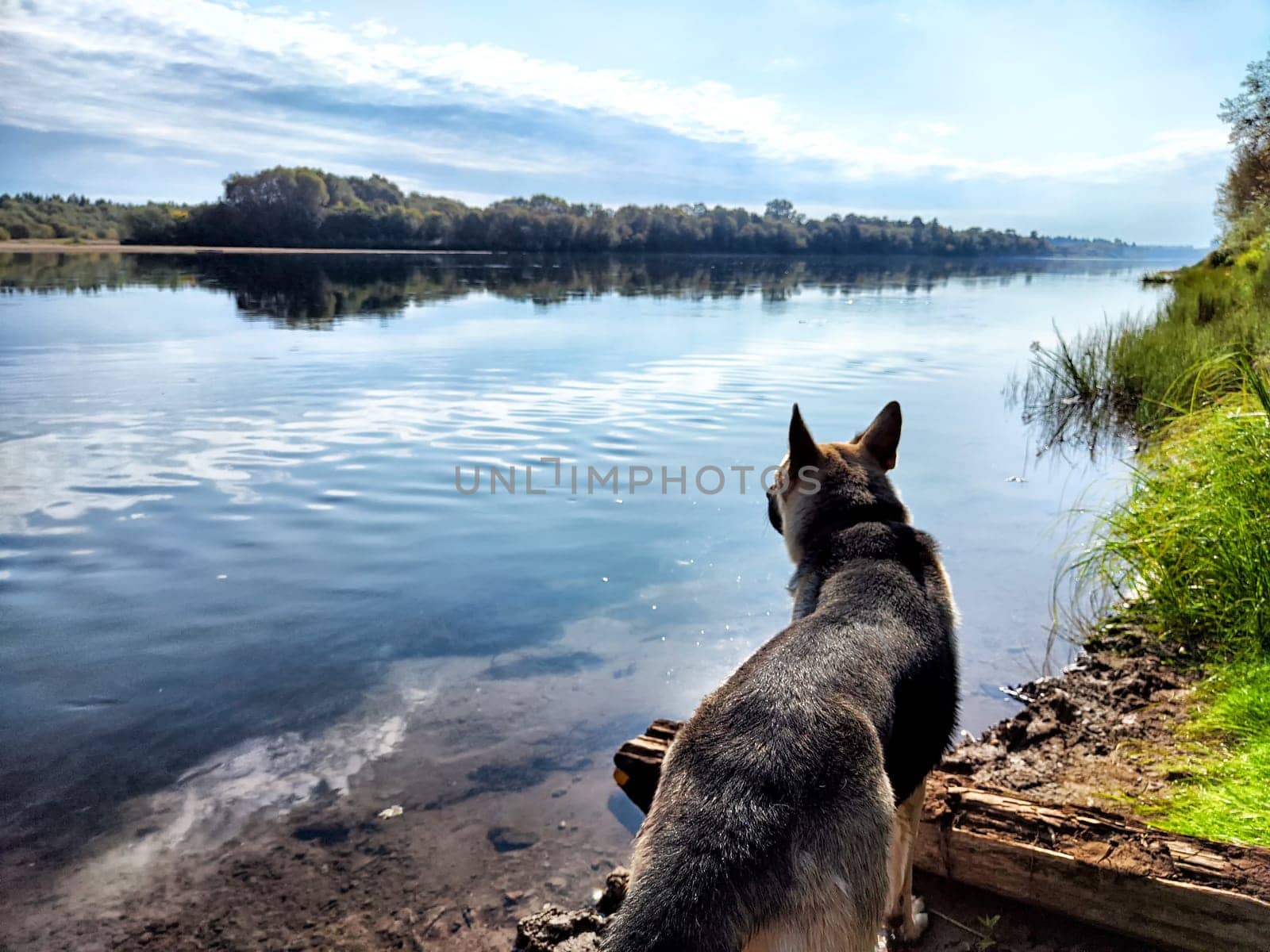 Dog German Shepherd in water of lake, river or sea. Russian eastern European dog veo in a nice day