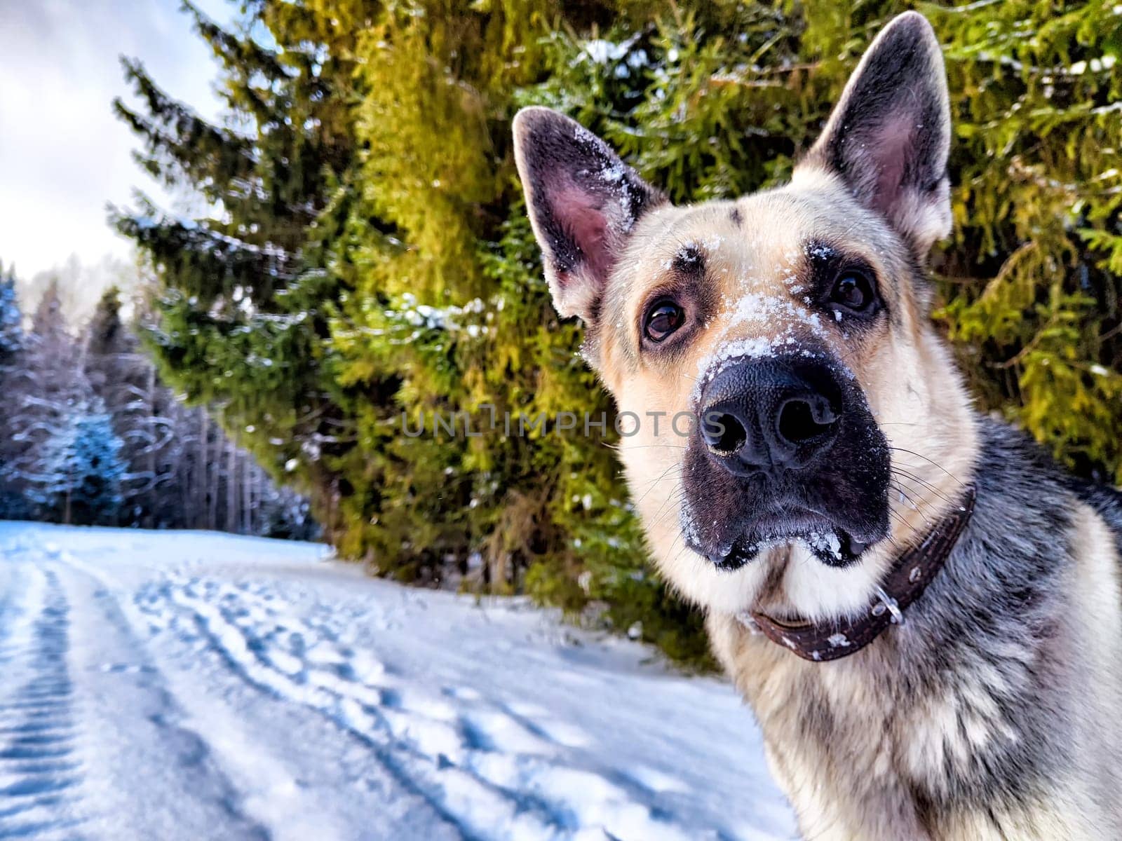 Dog German Shepherd in winter day, white snow and tree around. Waiting eastern European dog veo in park or forest