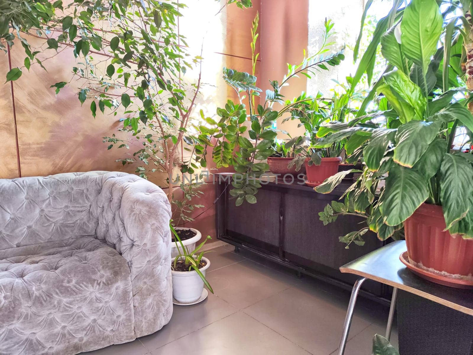 Sophisticated lounge area adorned with greenery and stylish furniture. Elegant Living Room With Plush Sofa and Indoor Plants. Background, location