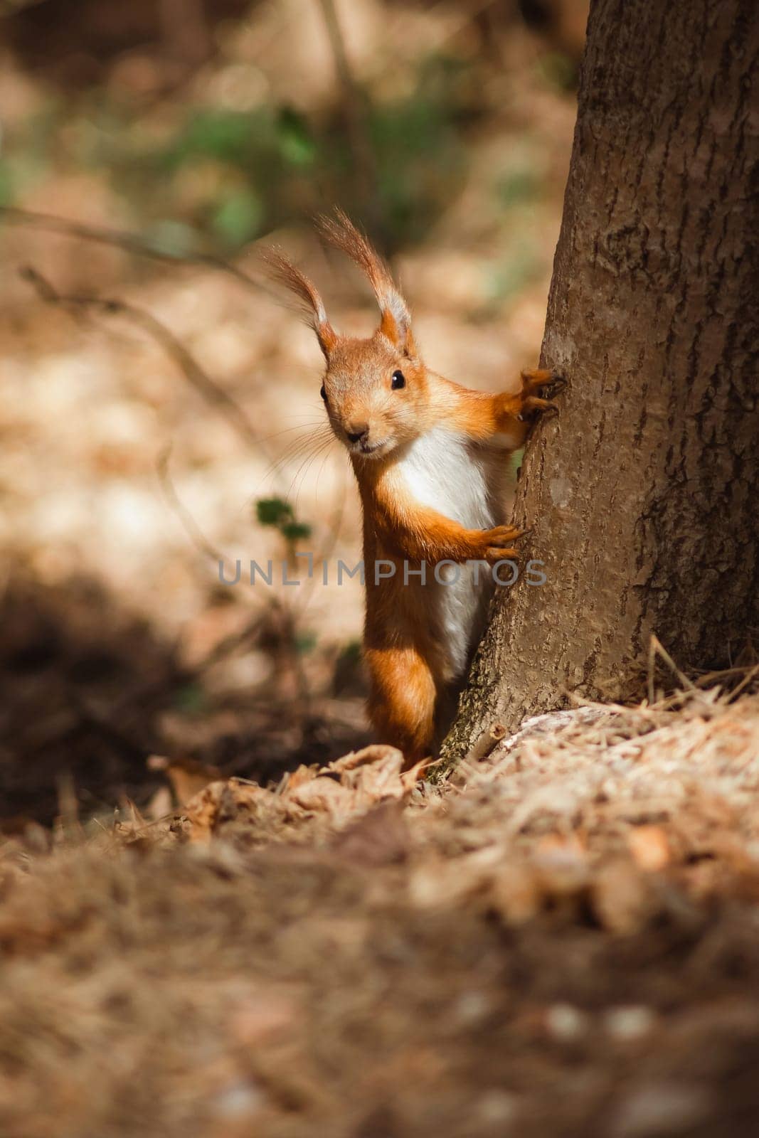 A curious red squirrel peeks out from behind a tree. Wild animals in their natural habitat