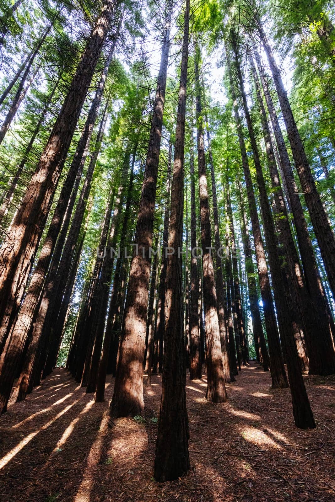 Cement Creek Redwood Forest in Australia by FiledIMAGE