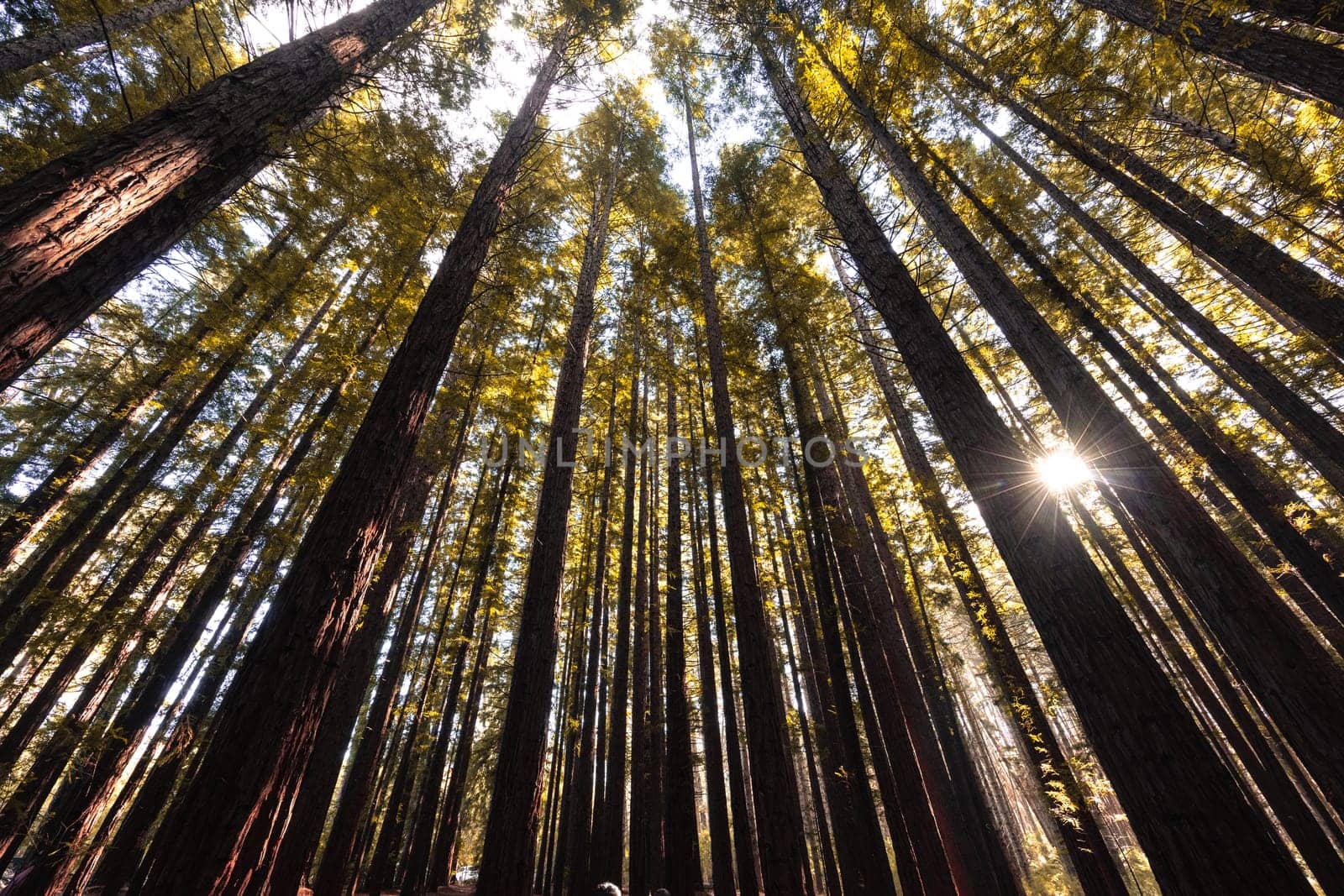 The tranquil Cement Creek Redwood Forest near Warburton in Victoria, Australia