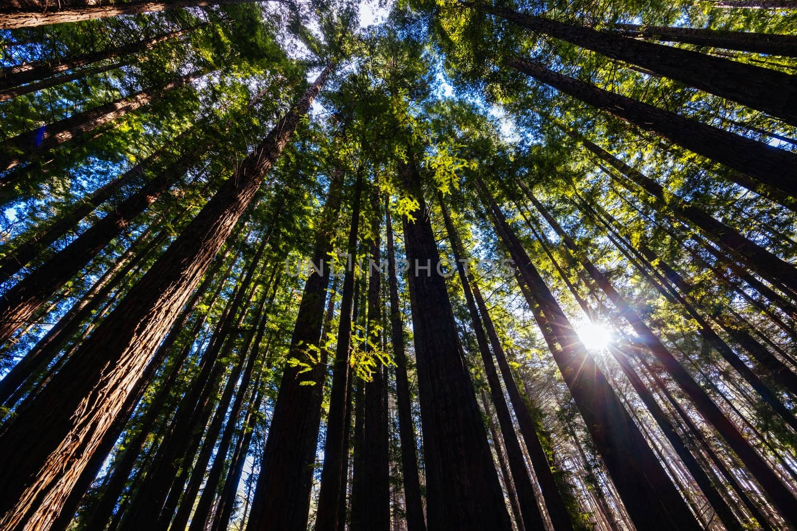 The tranquil Cement Creek Redwood Forest near Warburton in Victoria, Australia