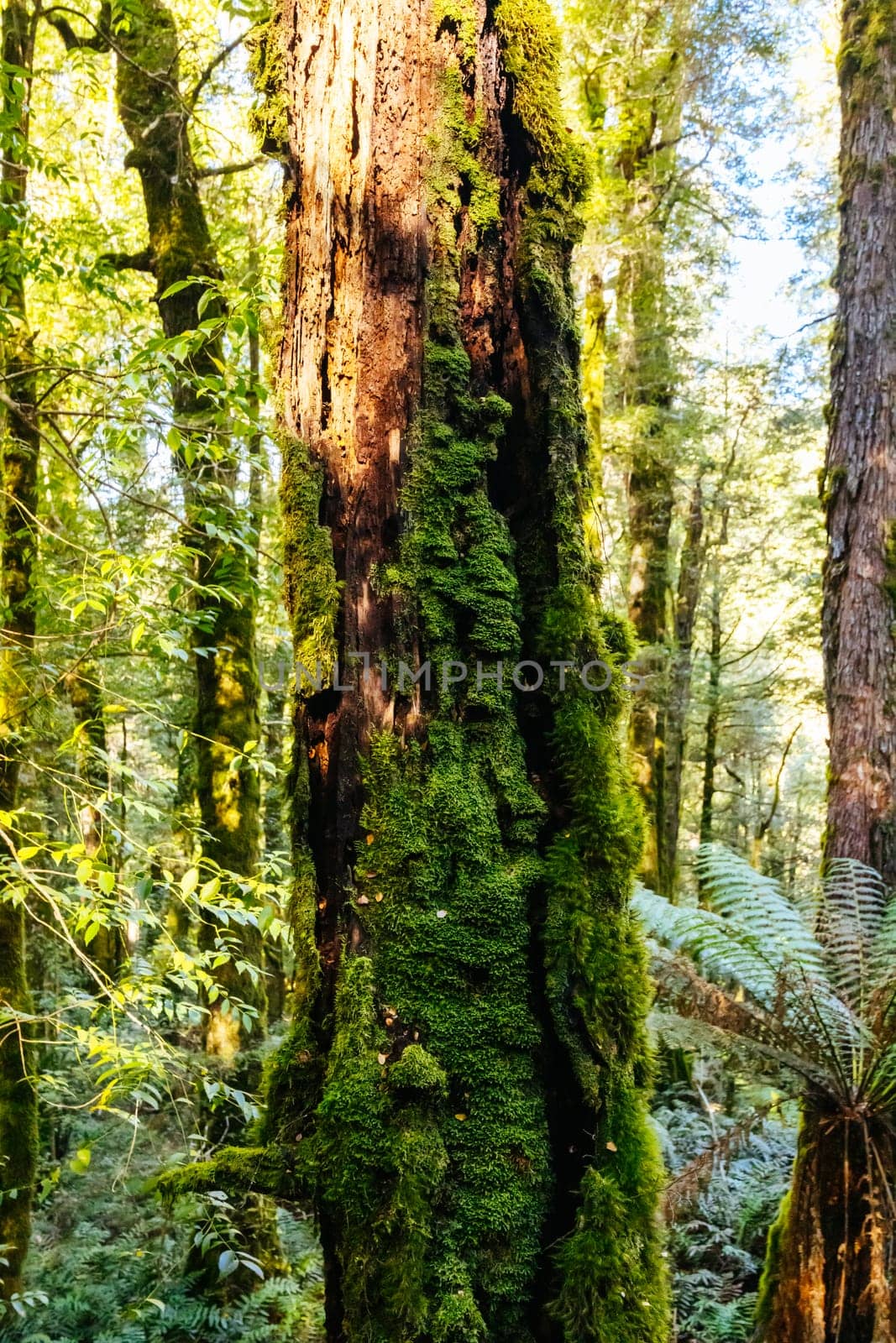 The stunning public Rainforest Gallery on the slopes of Mt Donna Buang near Warburton Victoria, Australia