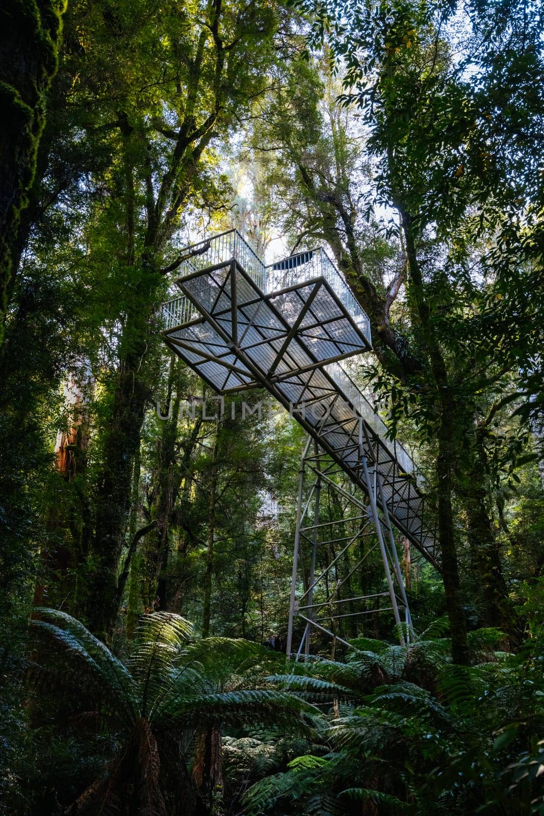Rainforest Gallery Warburton in Victoria Australia by FiledIMAGE