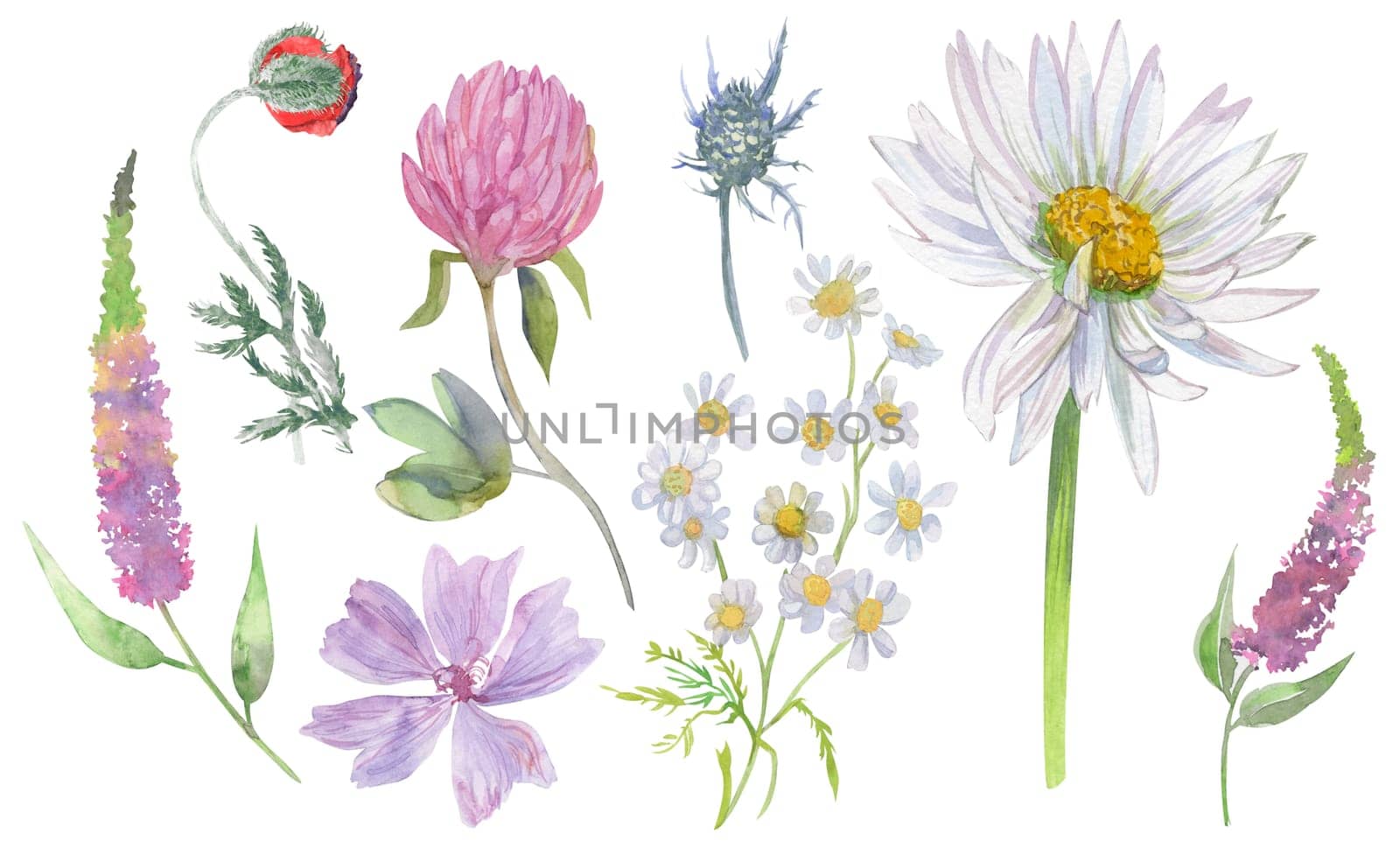 Set with watercolor summer flowers isolated on white