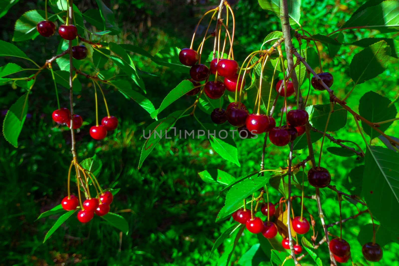 Red and sweet cherries on a branch just before harvest in early summer. High quality photo