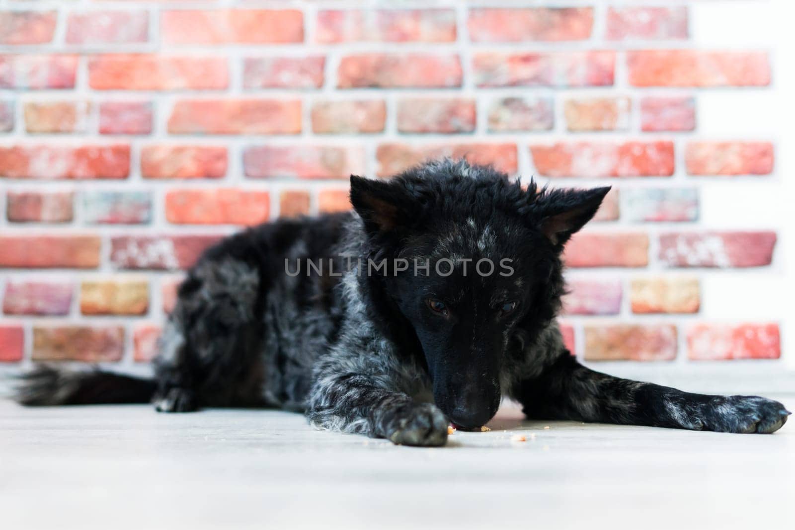 Black White Dog on back brick wall, mudi, studio shot by Zelenin