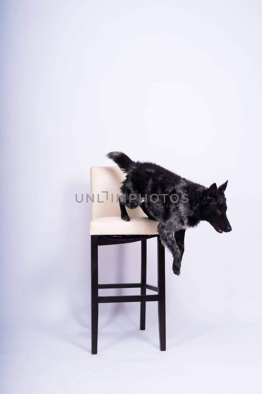 Black White Dog on back brick wall, mudi, studio shot by Zelenin