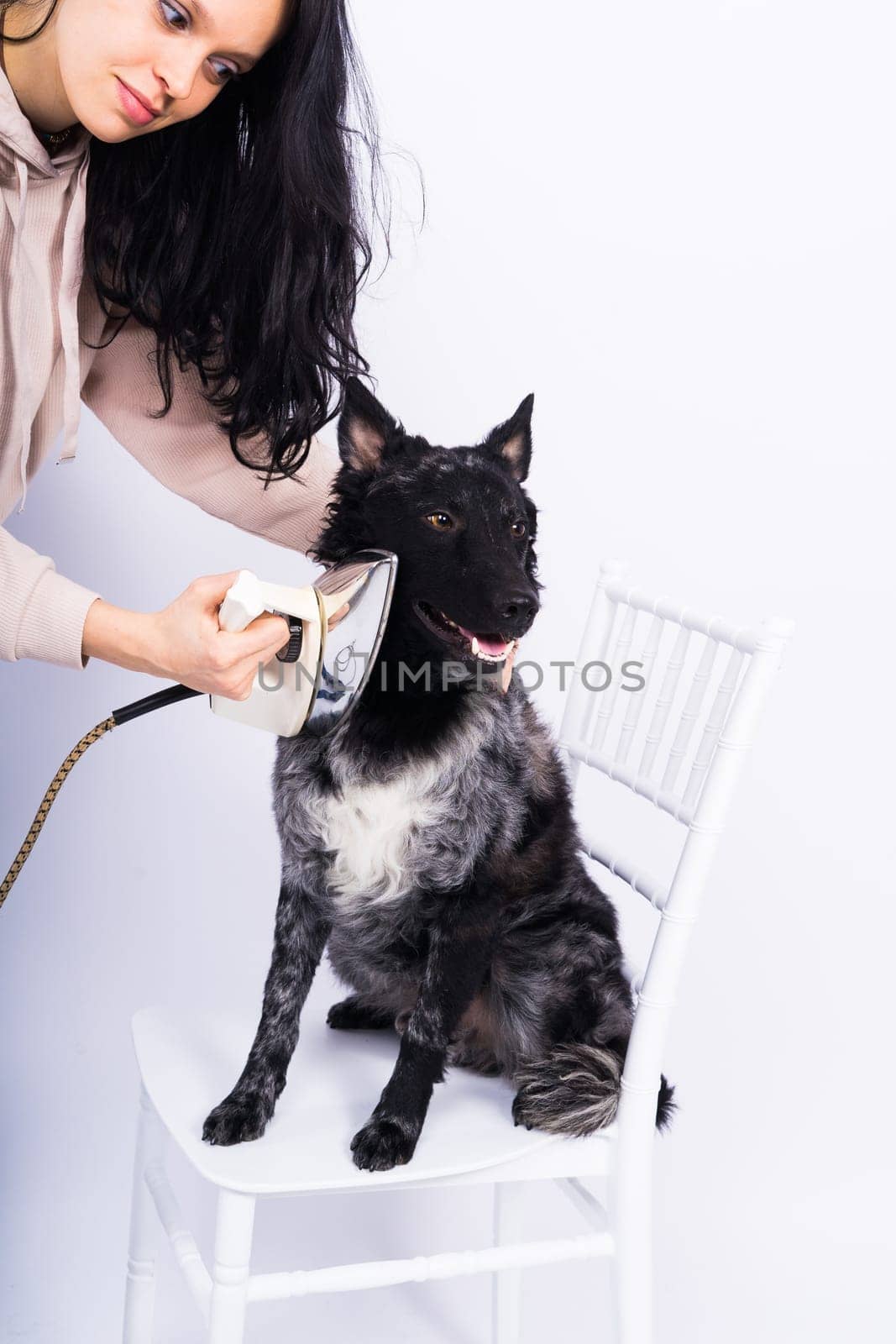 Mudi dog with electric iron on white background. The dog poses while doing housework.