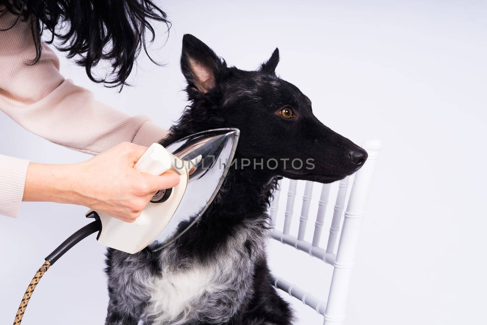 Mudi dog with electric iron on white background. The dog poses while doing housework.