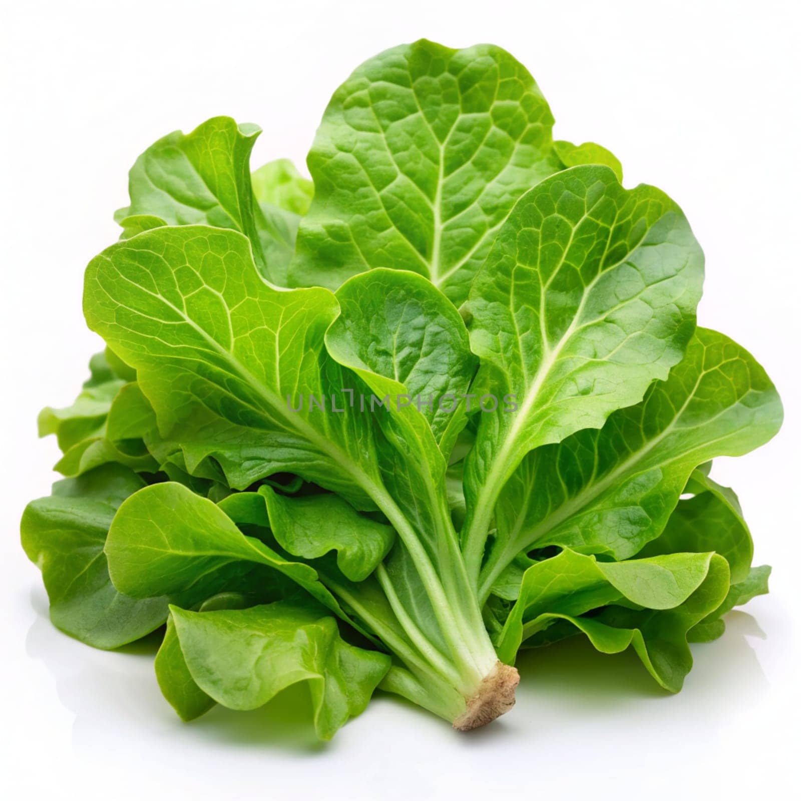 Lettuce leaves isolated on white background. Lettuce salad. Ai generated by alenamoore