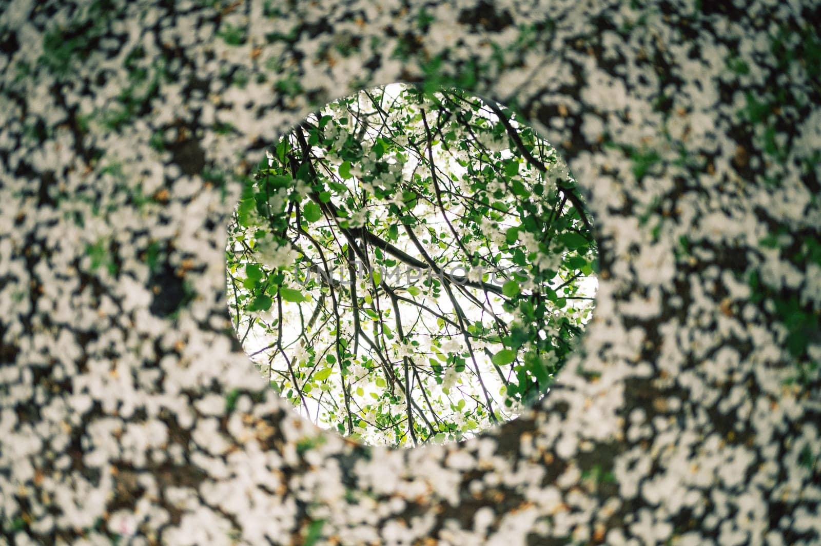 Nature and flora concept - close up of apples tree blossoms reflection in round mirror on ground in a spring garden