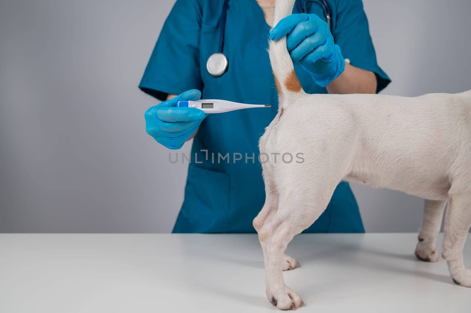A veterinarian measures a dog's temperature rectally with an electronic thermometer. by mrwed54