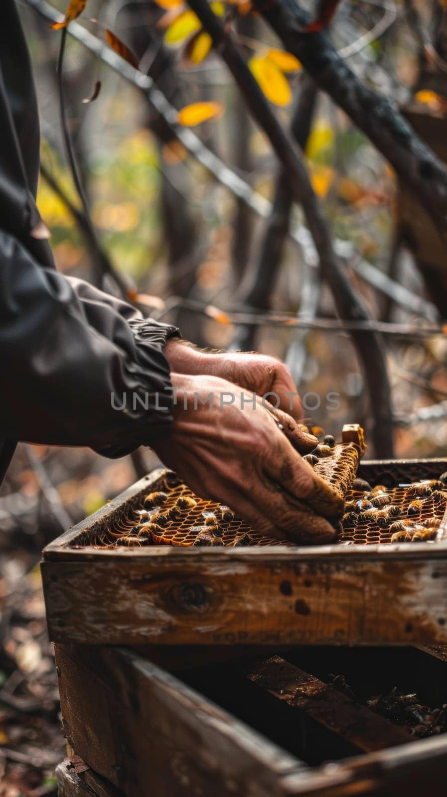 Delicate hands work on a honeycomb, surrounded by the golden hues of autumn. The focus on detail showcases the art of beekeeping