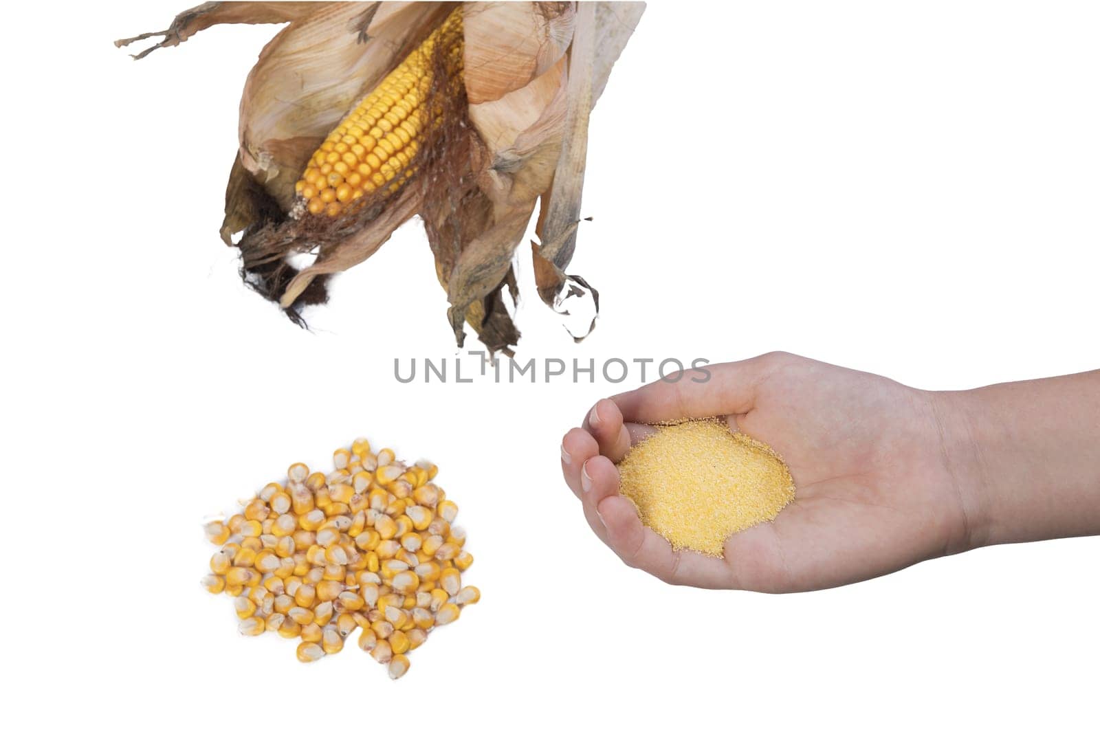 cob with some corn seeds  by sergiodv