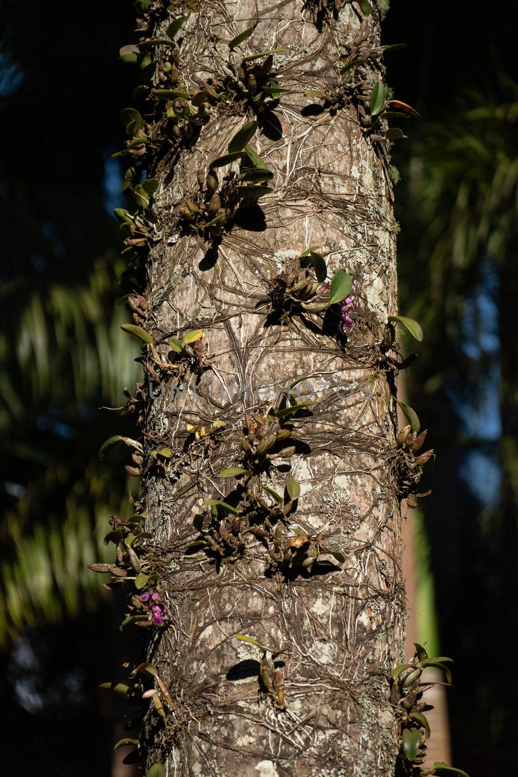 Orchids blooming on a tree trunk in nature captured in stunning close-up. by FerradalFCG