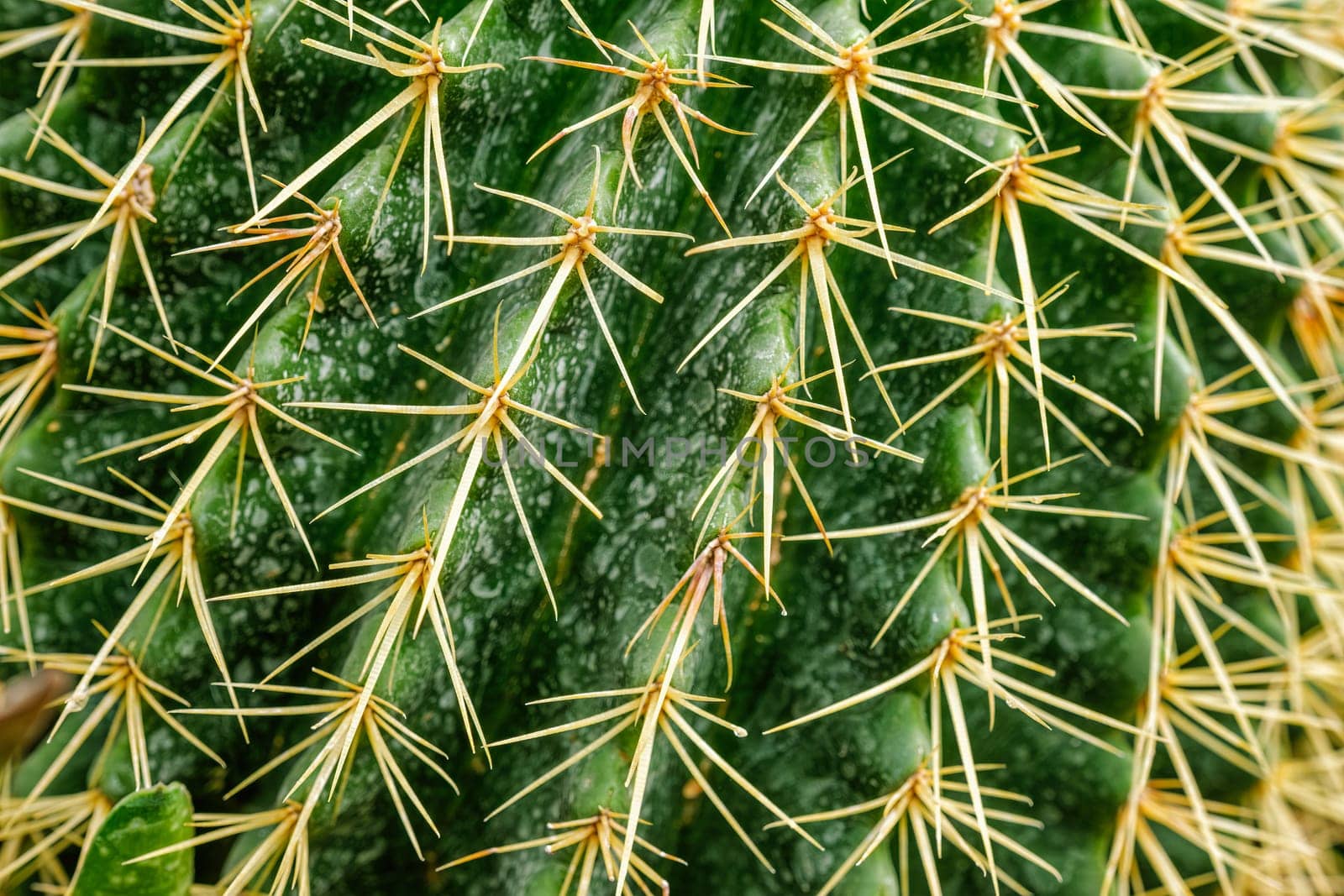 Golden ball cactus by dimol