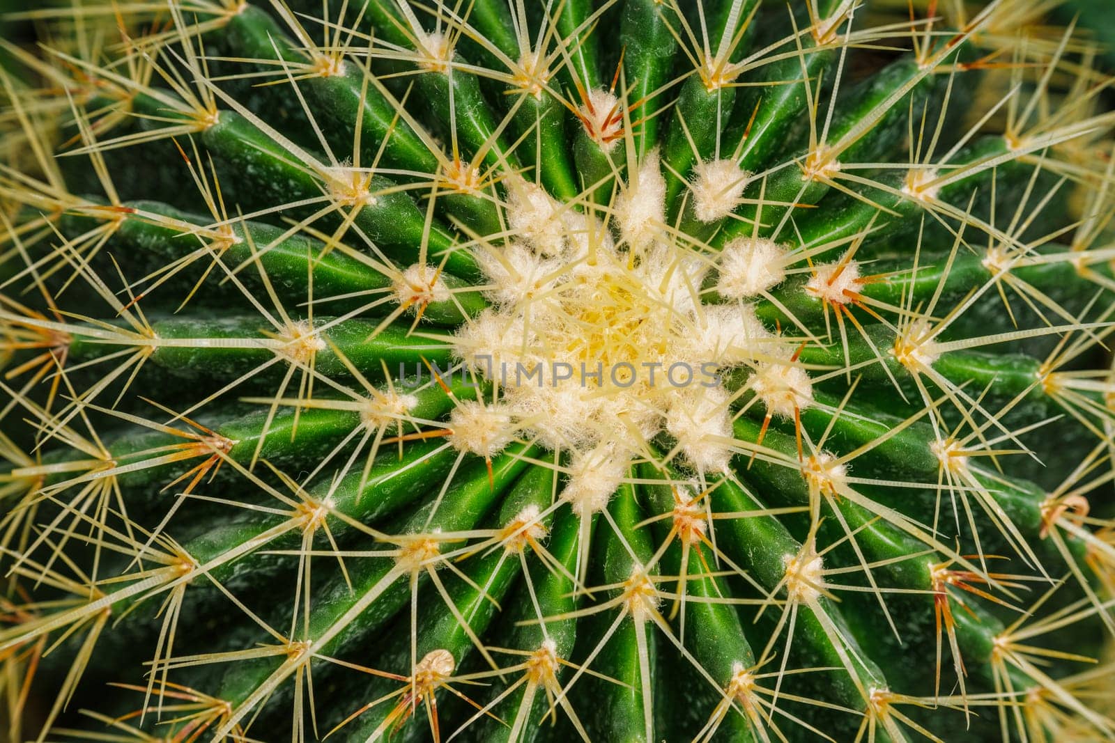Echinocactus grusonii or Kroenleinia grusonii also known as golden barrel cactus, golden ball cactus close up