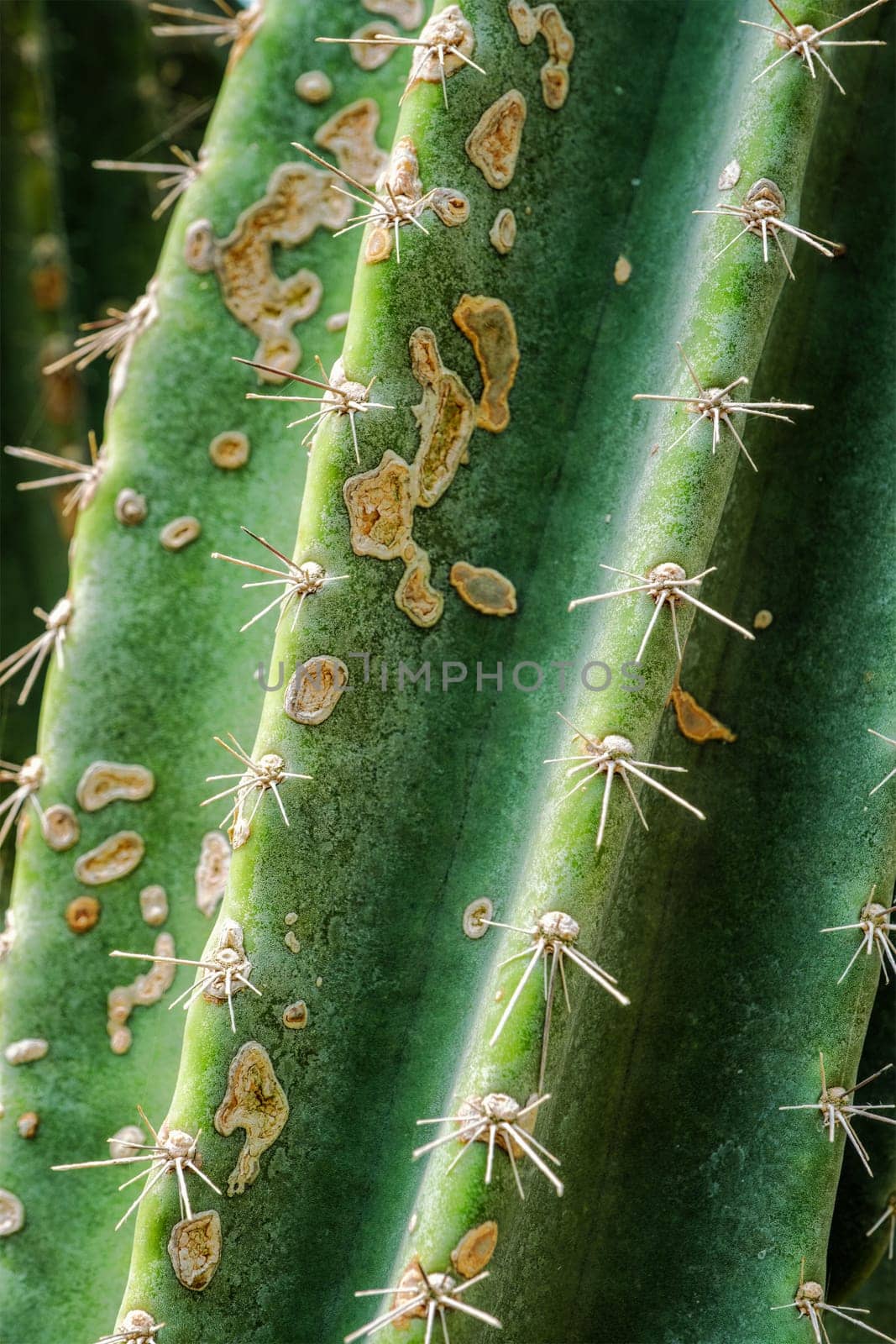 Cereus hildmannianus aka Queen of the night cactus close up texture