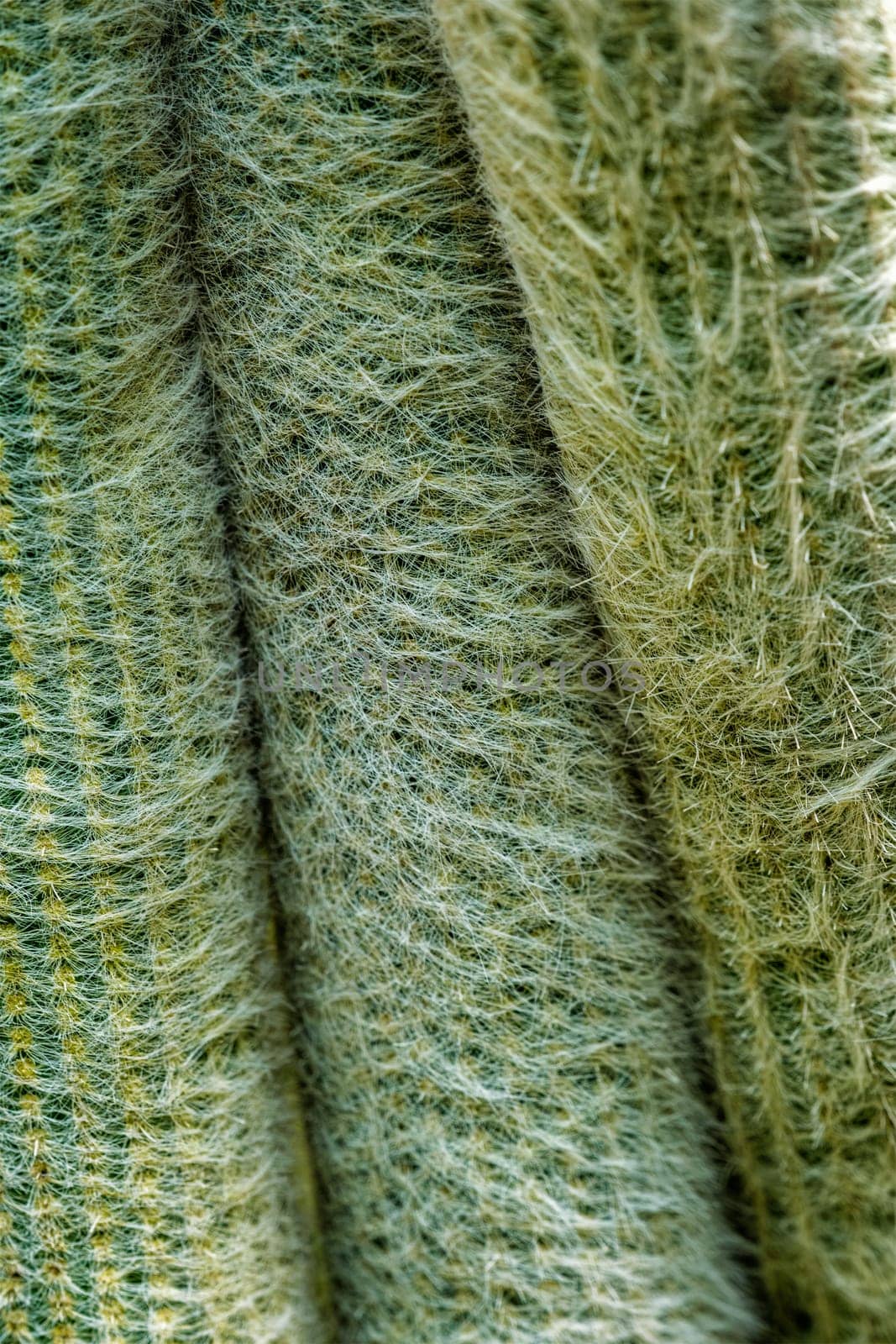 Cephalocereus senilis the old man cactus close up by dimol