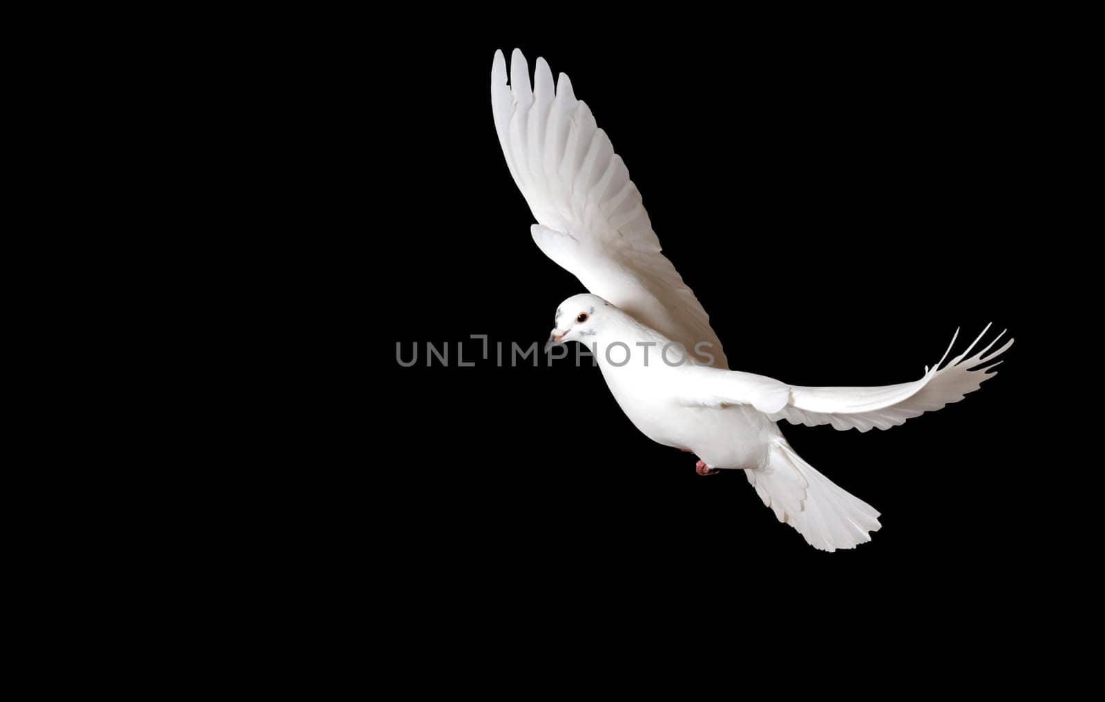 white dove flies with its wings spread on black,sacred bird