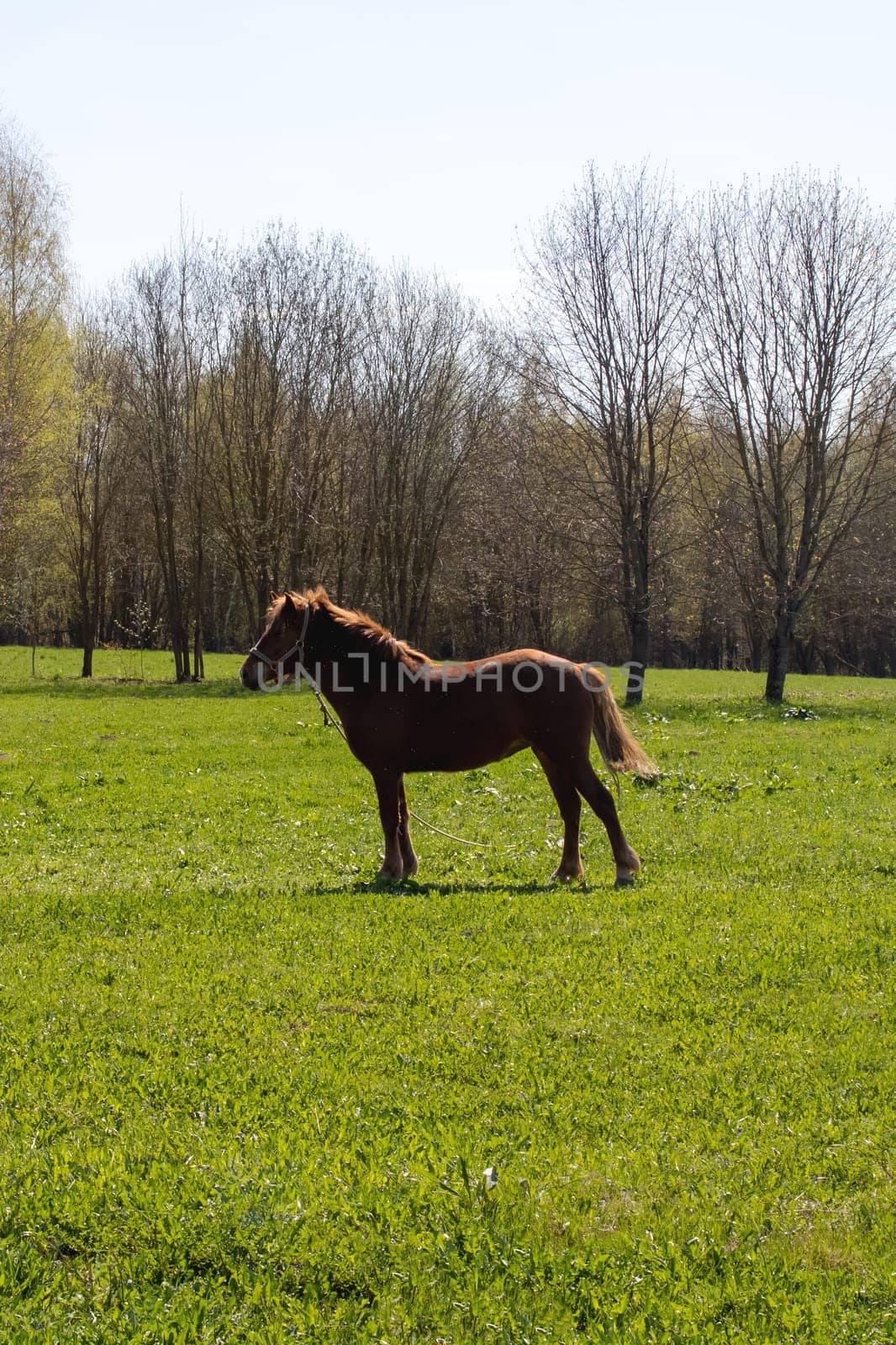 Brown horse on a green summer field close up