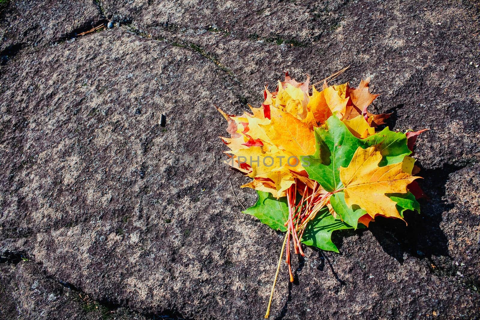 Autumn colorful fall leaves on ground. Maple leaves. Nature background.