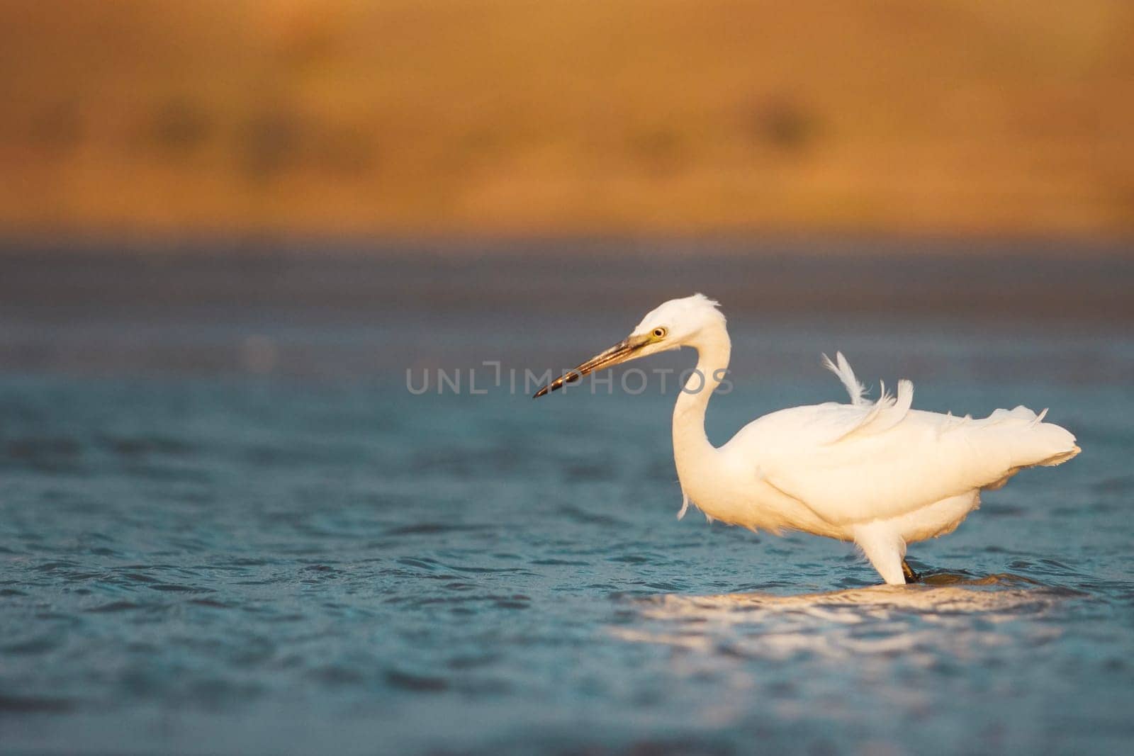 bird in the water, heron at the time of hunting, wild nature