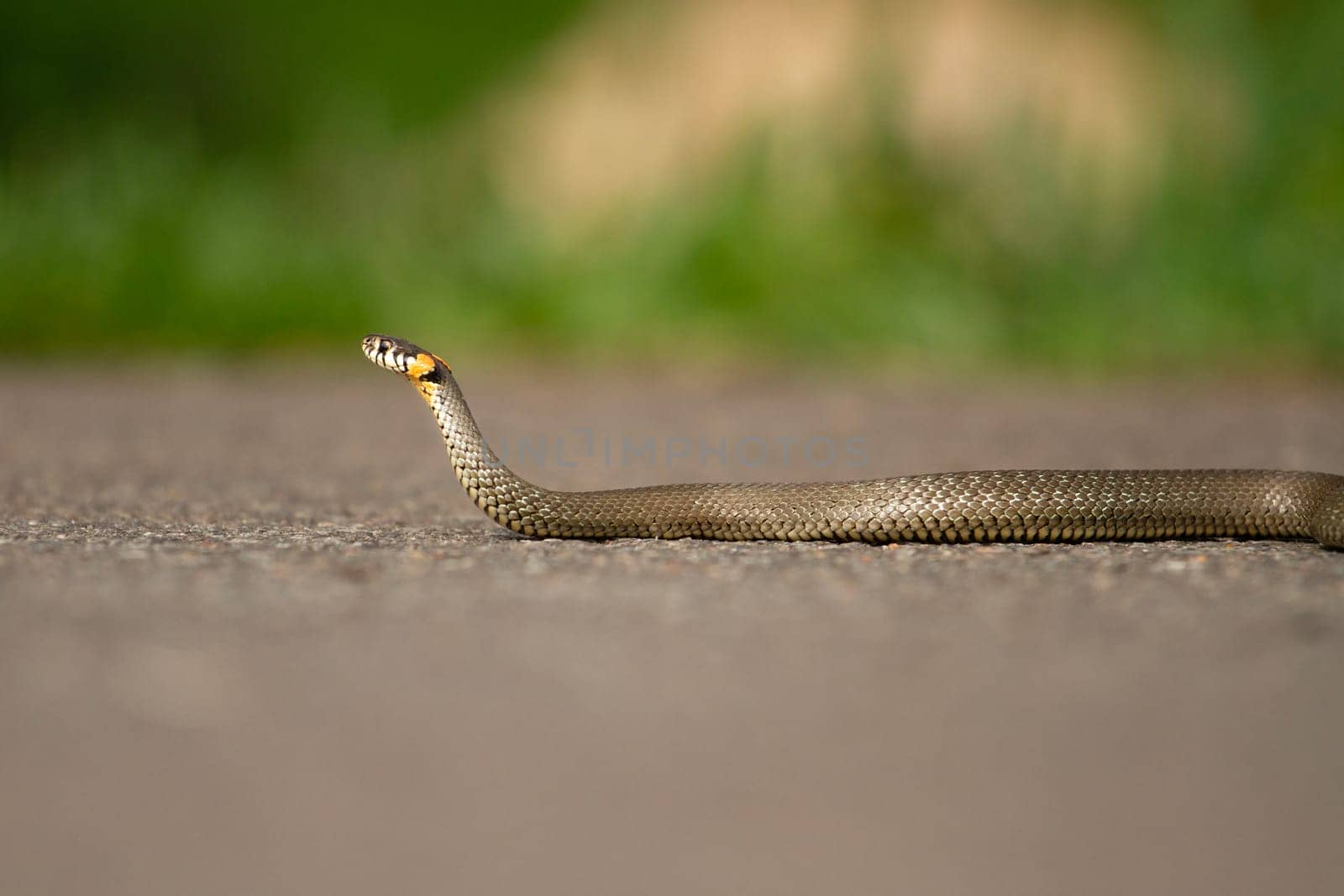 snake crawls along the road, wild nature